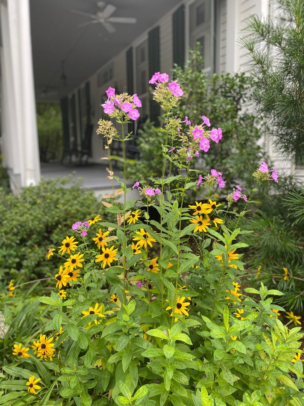 FRP Gardens August 2020 11.jpg