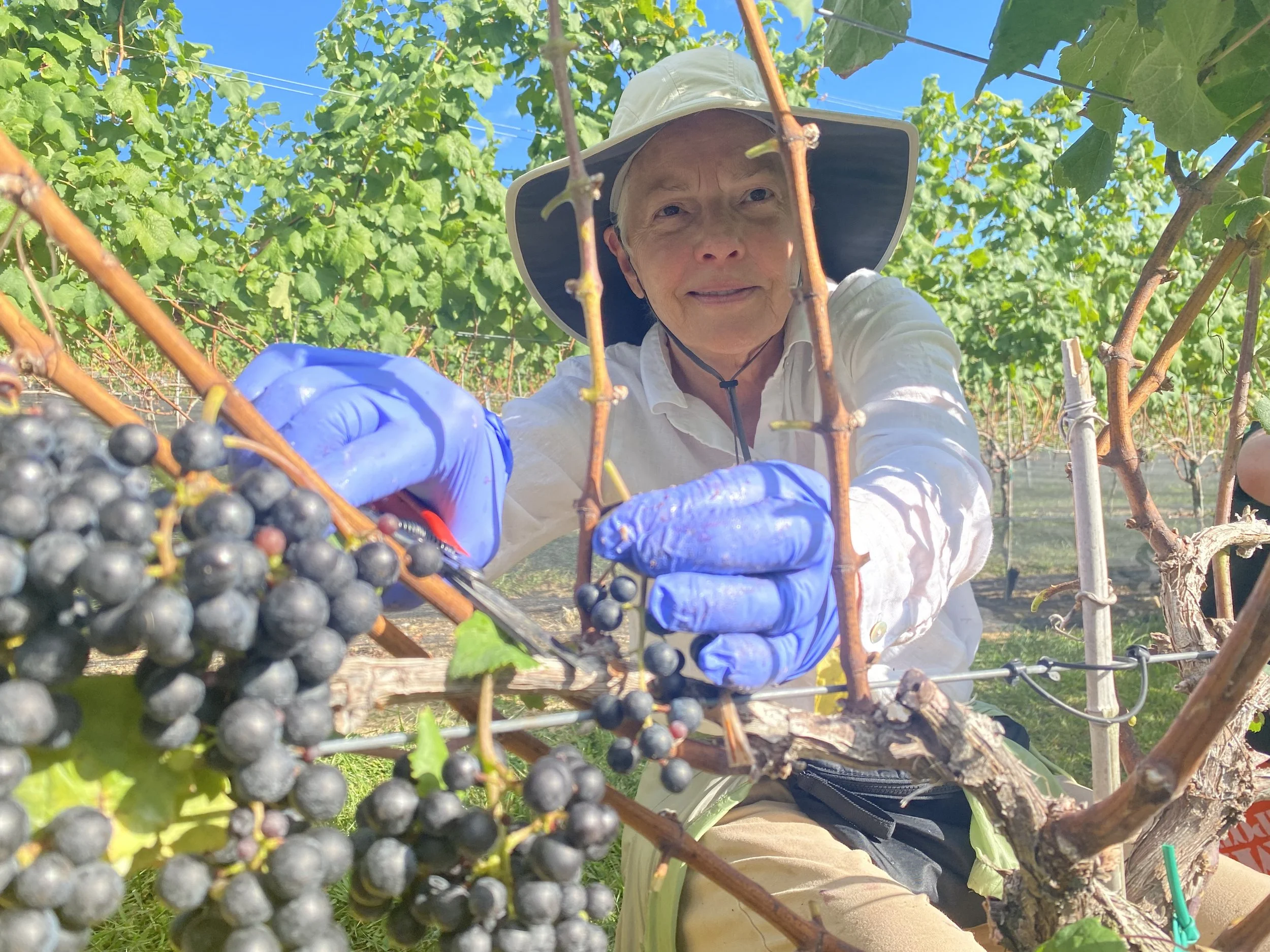 Harvesting Friends at Marked Tree
