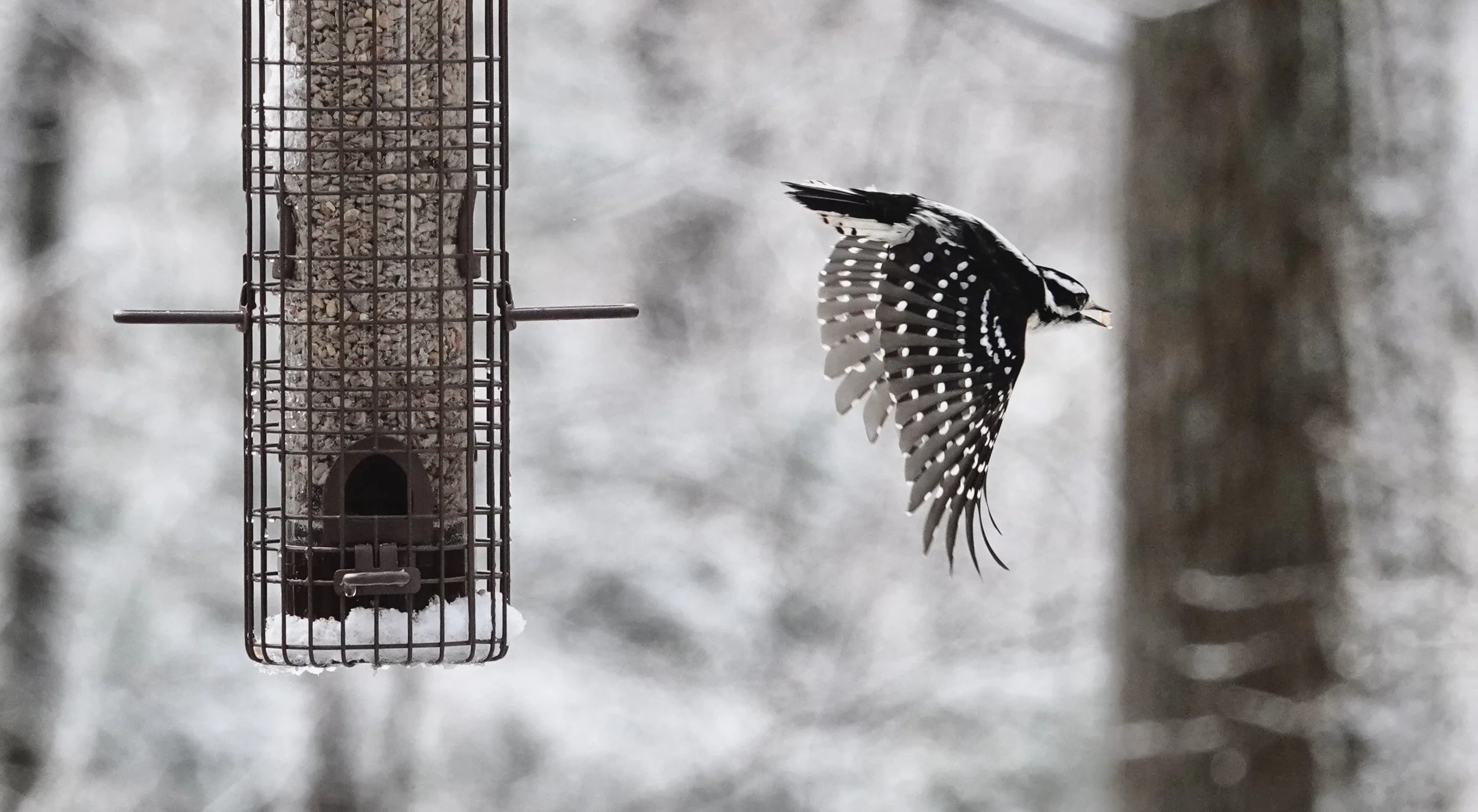 The Downy in Flight—Takeout Tuesday: A Downy grabs a snack on the go.