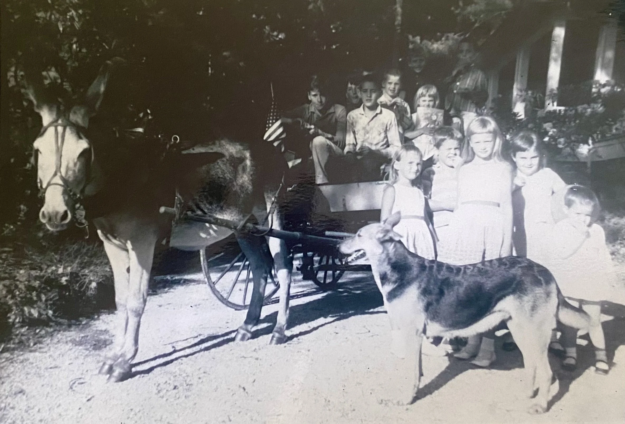 Donkey Cart 1960s.jpeg