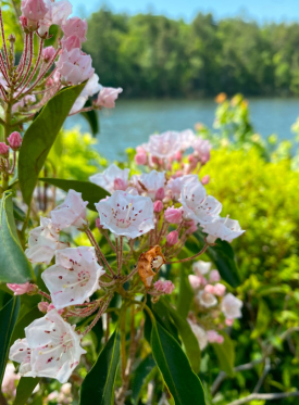 Easter Bunch Kanuga.png