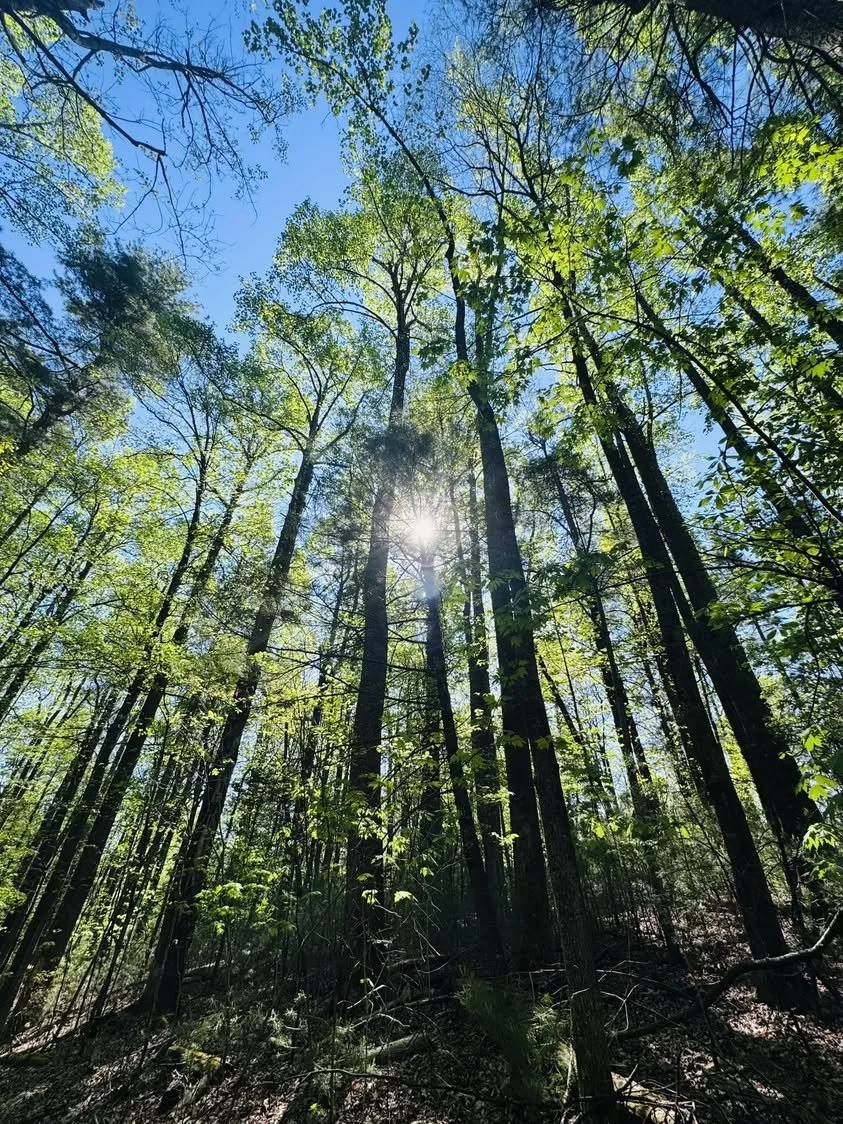 Kanuga Trees.jpg