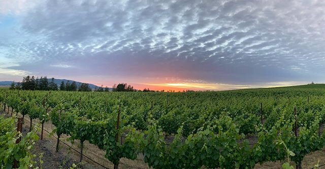 Beautiful but mysterious feeling evening out in the vines tonight. This is Pinot Noir 115 clone. Please stay safe everyone and be well