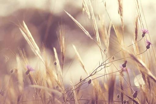 flowers-1840036__340.jpg