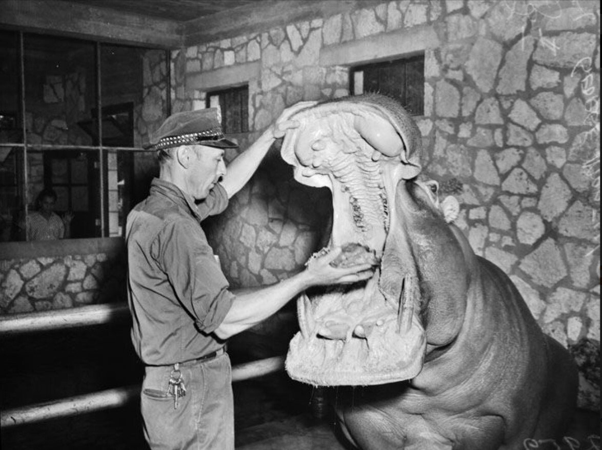 Feeding hippos ca. 1942_UTSA Special Collections.jpg