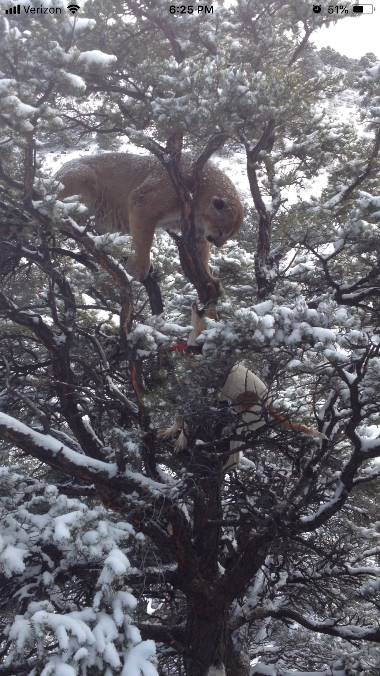  trophy mountain lion caught in Utah with hounds man David Collom of graylight outfitters 