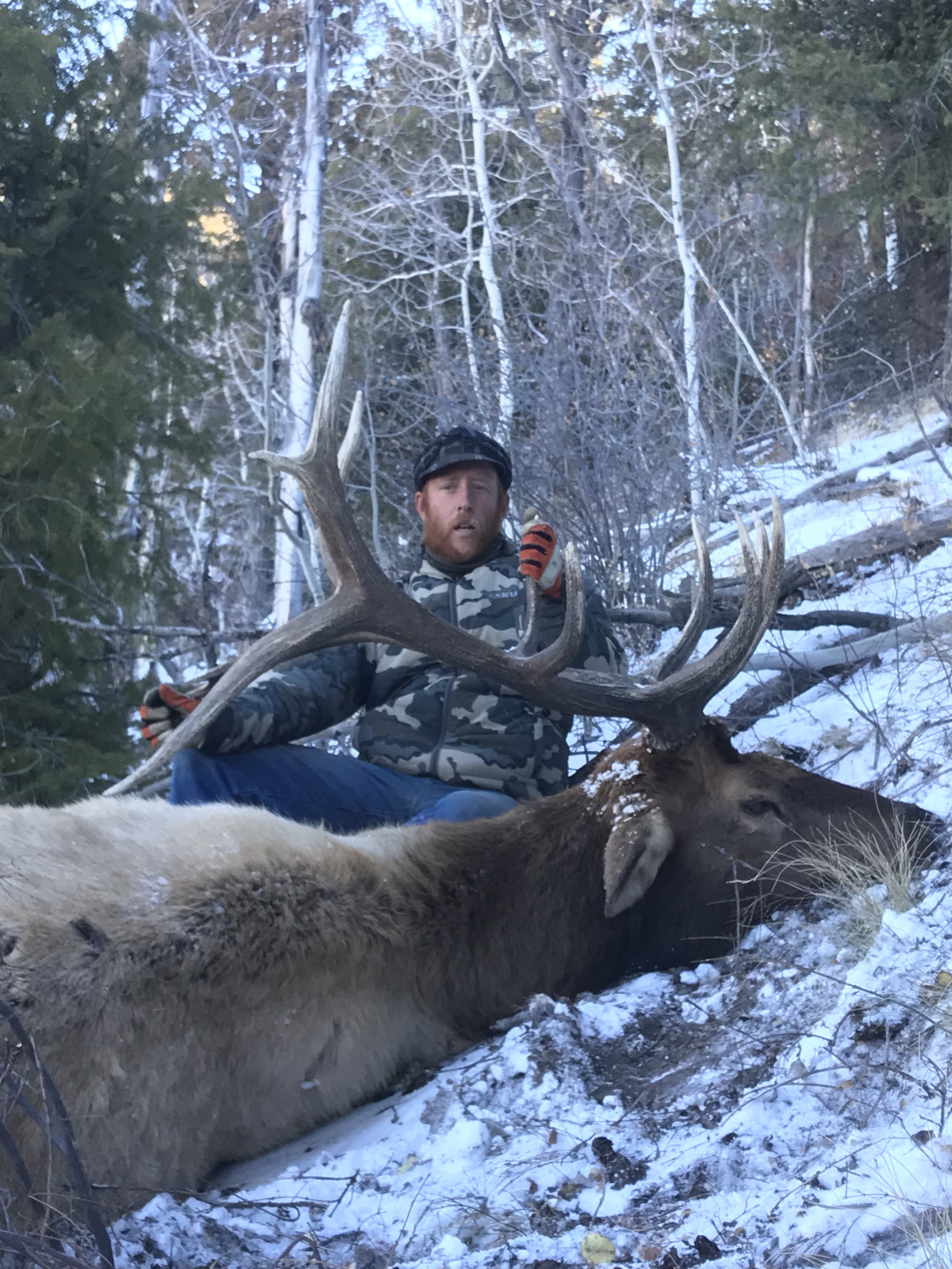  trophy bull elk, taken on the boulder mountain in southern Utah with graylight outfitters. 