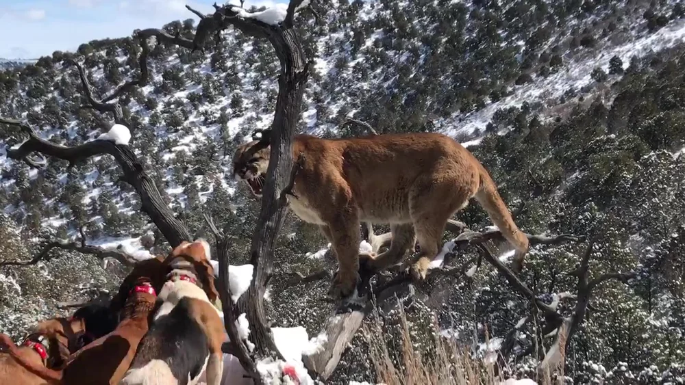What Dogs Are Used To Hunt Mountain Lions