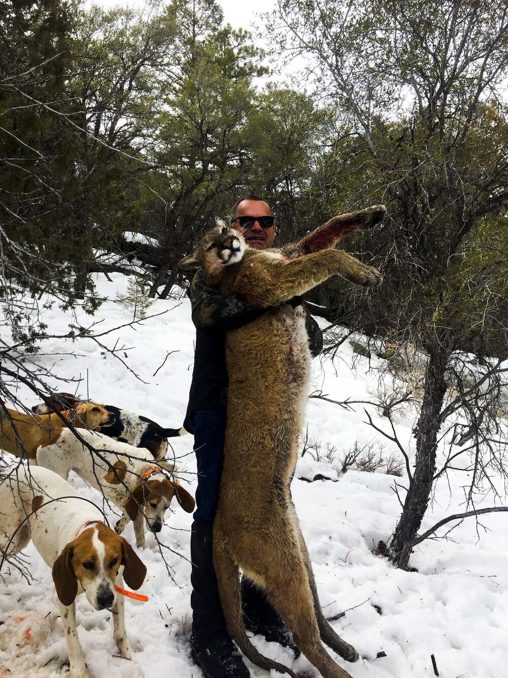 what kind of dogs are used to hunt mountain lions