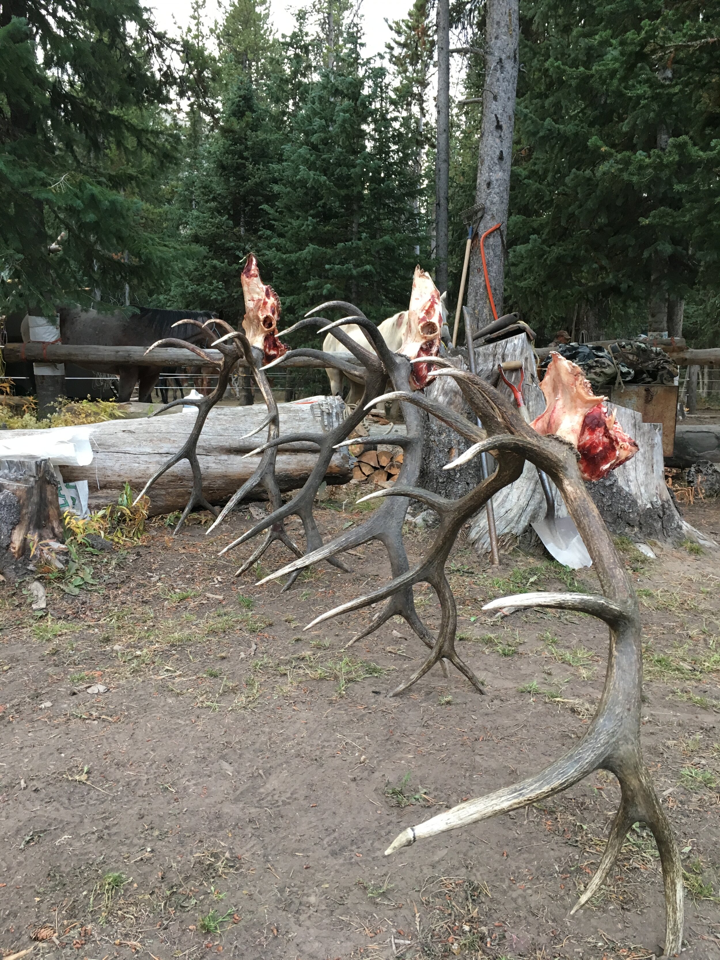 elk hunting trophys