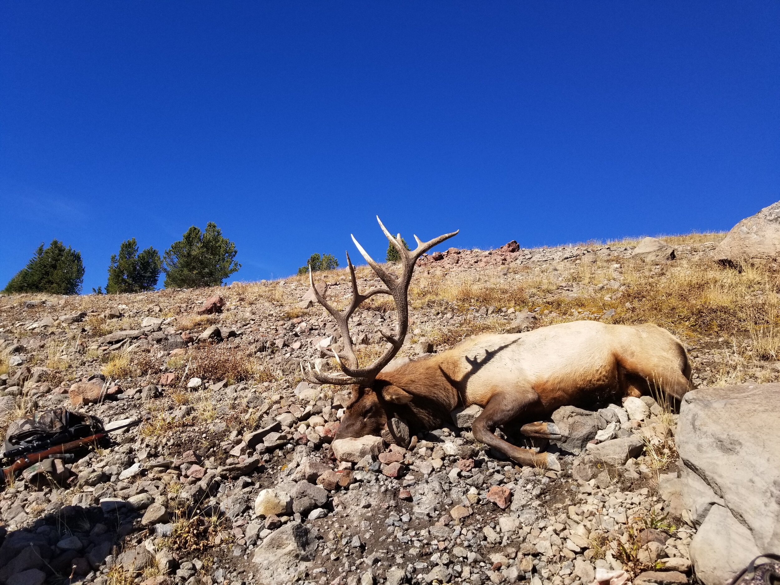 Wyoming elk