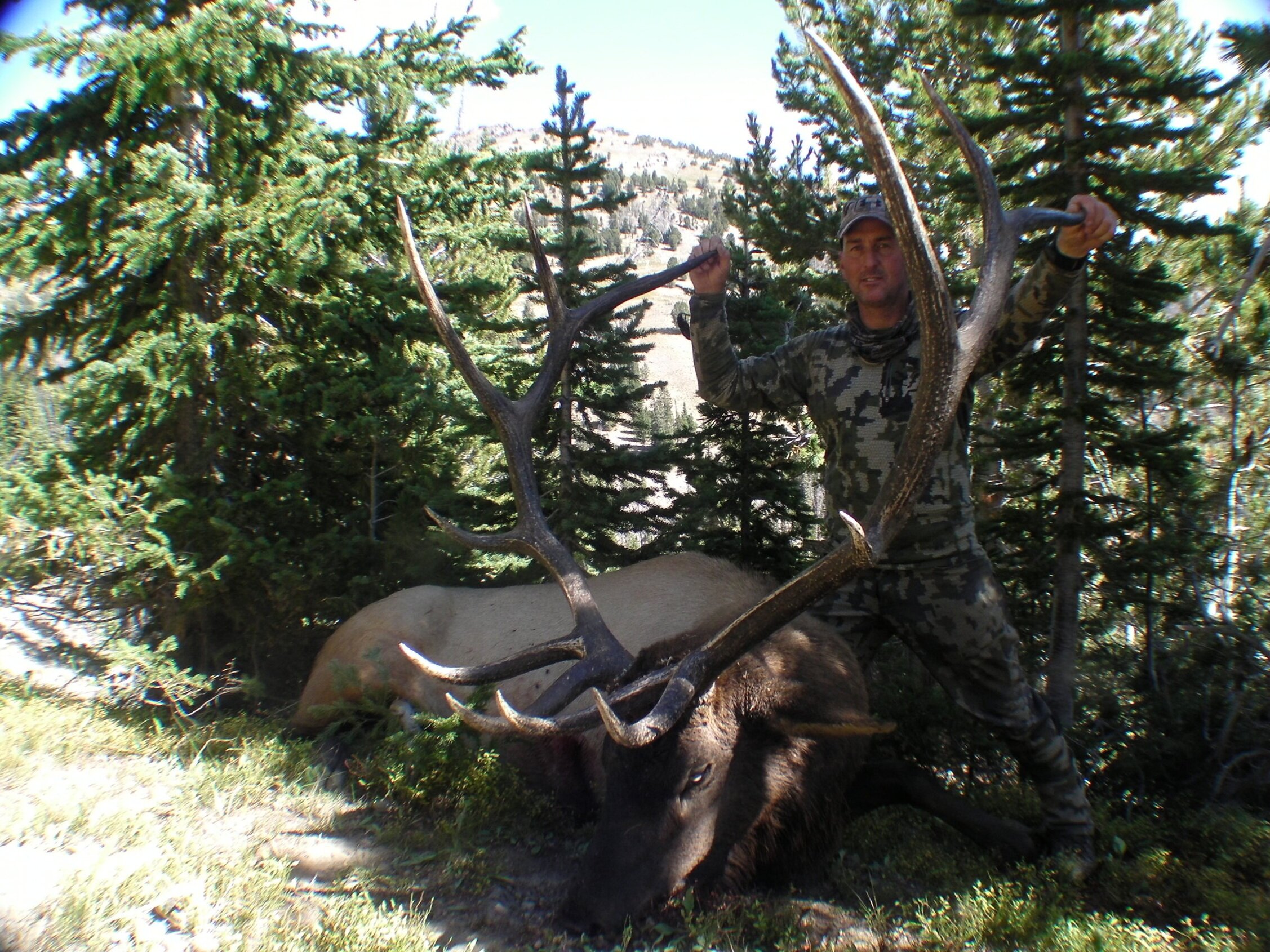 big wyoming bull