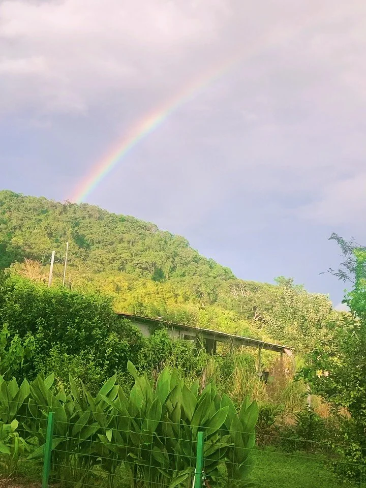 The kind of view that makes you forget the to-do list for a minute. 🌈 

#fincakiwi #slowfood #slowtravel #nosara