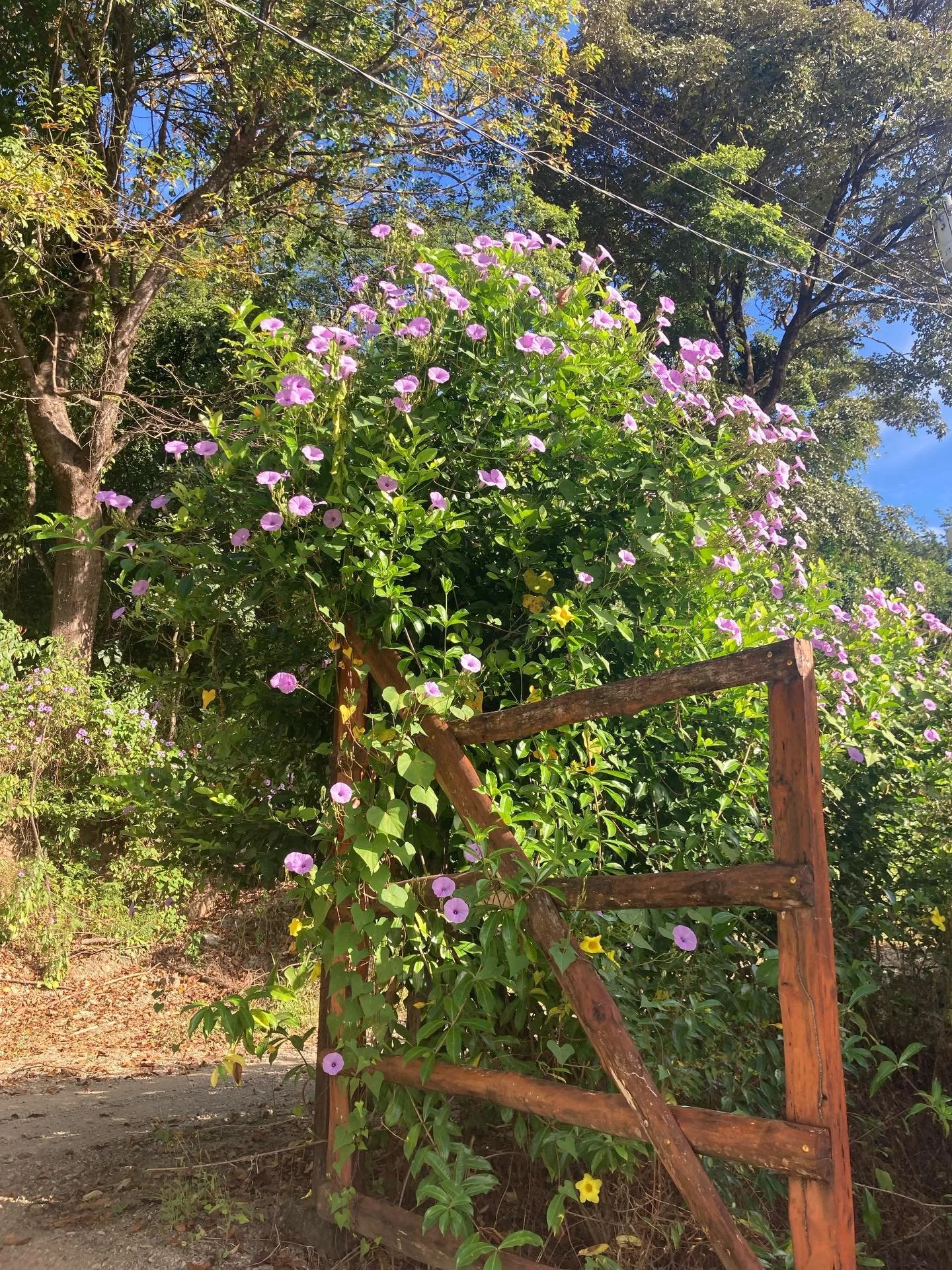 Costa Rica has the most beautiful weeds 😍

#nosara #costarica #slowtravel