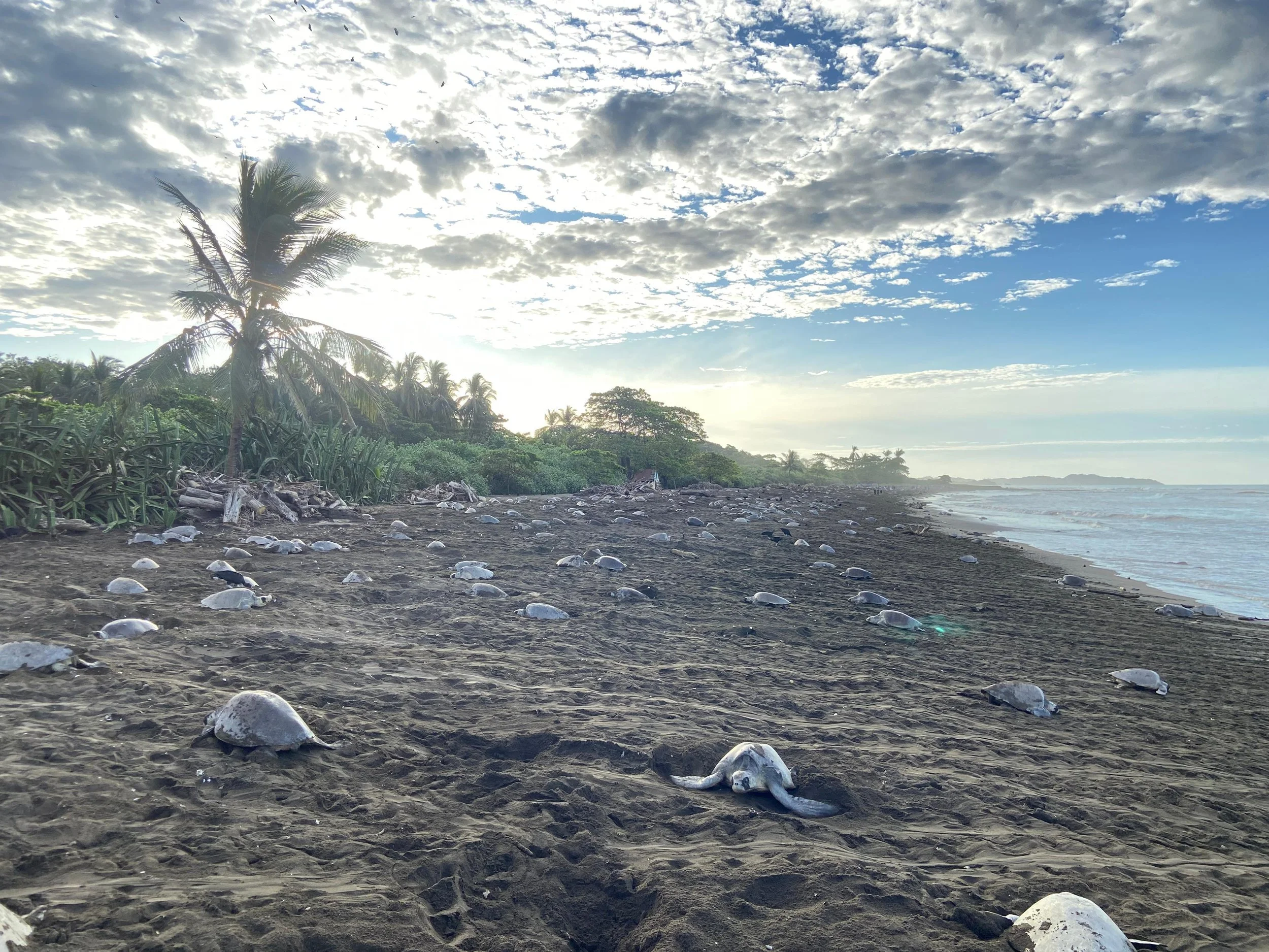 The Ostional Arribada: One of Costa Rica’s Most Incredible Natural Phenomena