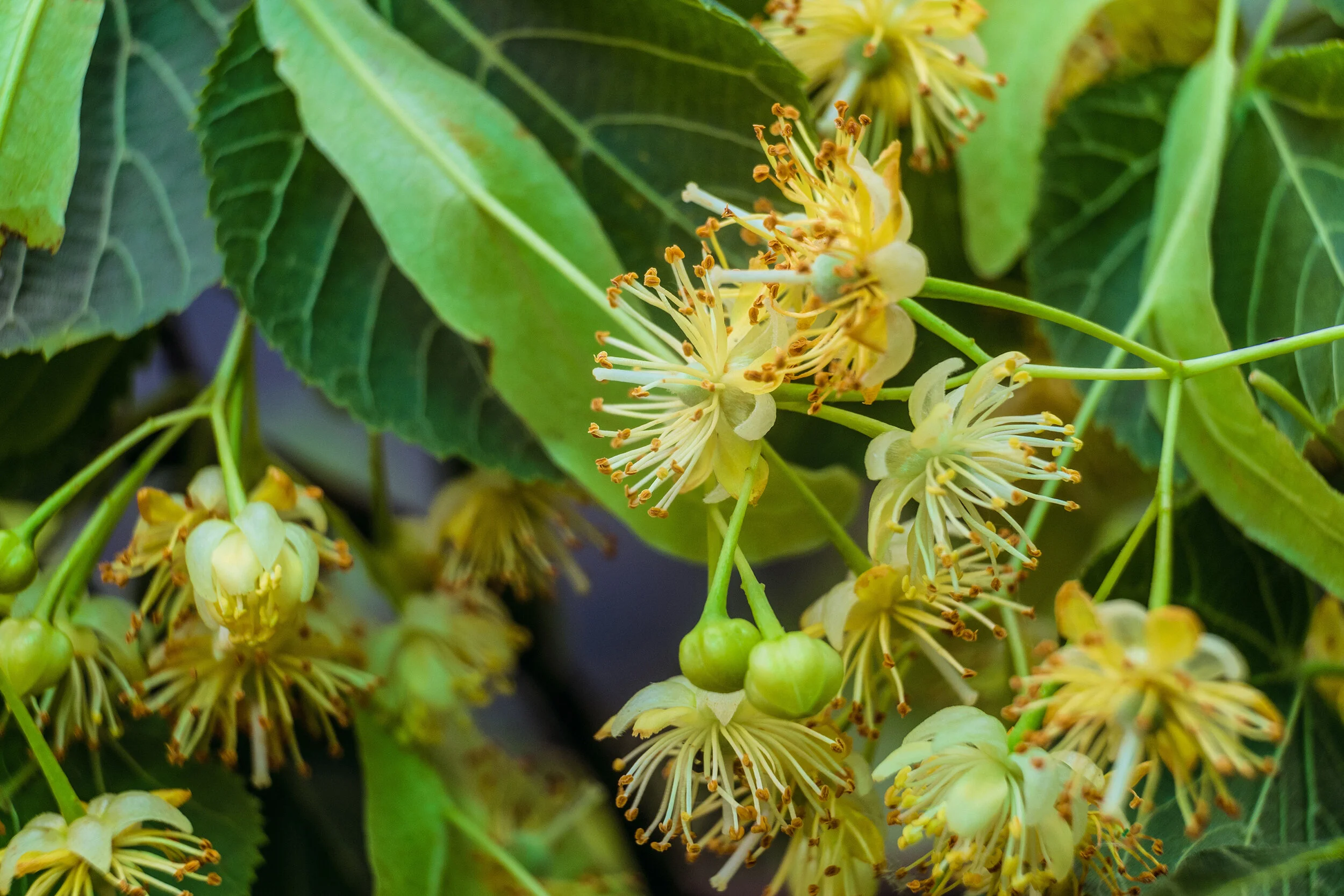 Linden Flower Extract Skin Benefits Best Flower Site