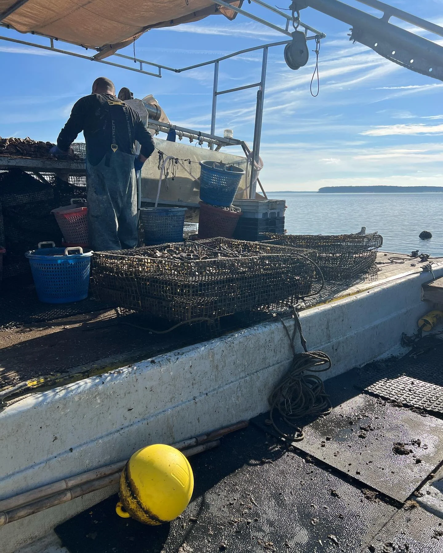 Yup.  Calm before the storm. Nando was filling up on snacks. Can you spot him? #peconicgoldoysters