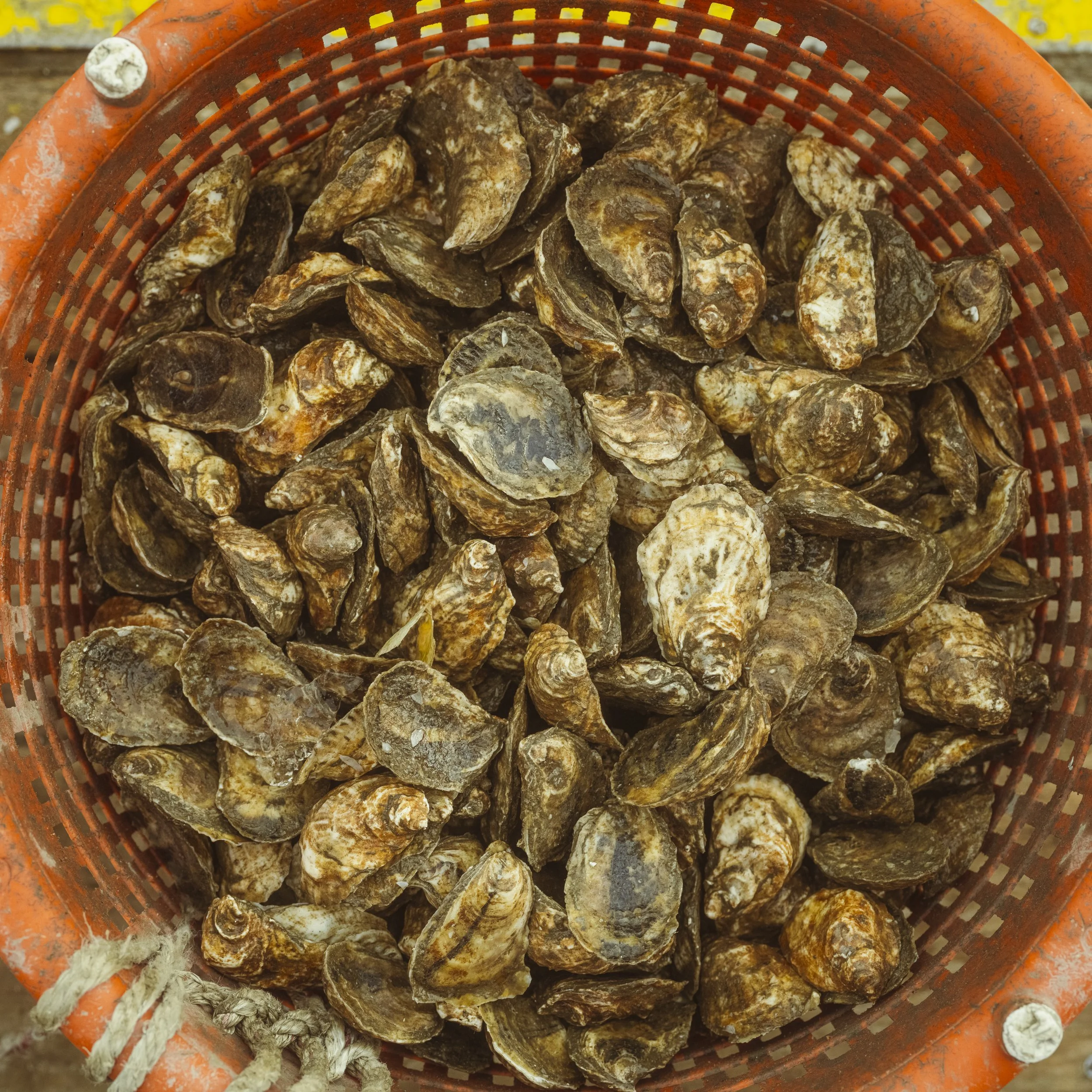 Peconic Gold Oysters
