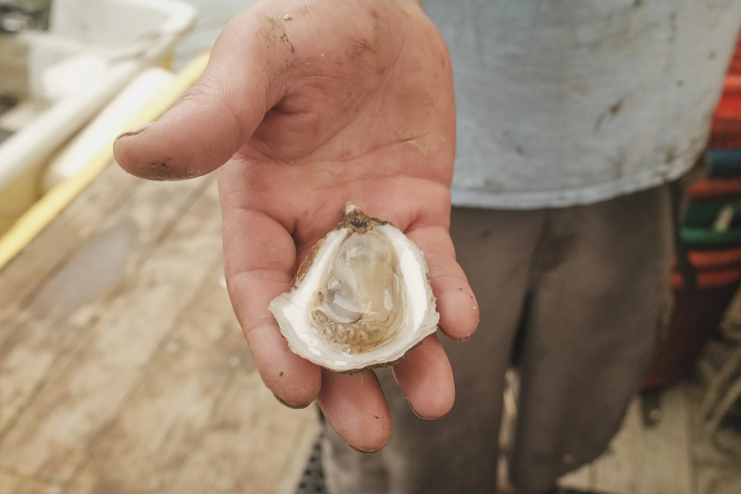Peconic Gold Oysters