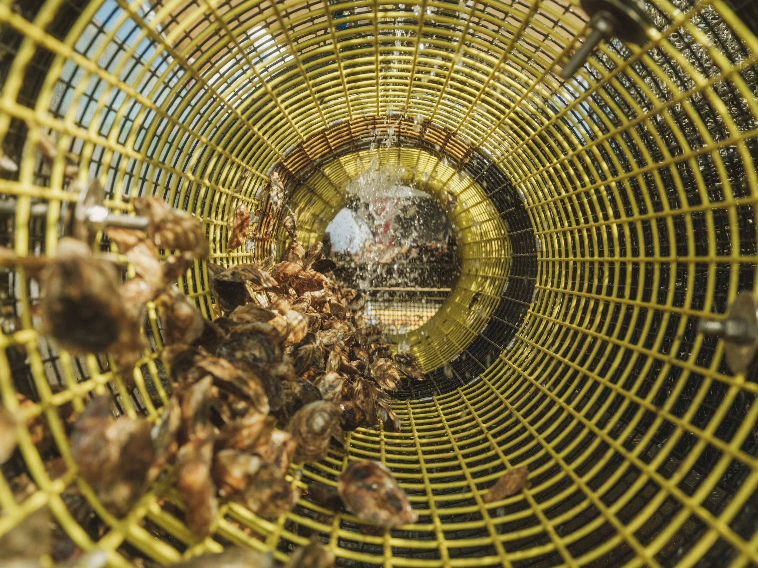 Peconic Gold Oysters - Our Process — Peconic Gold Oysters
