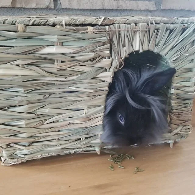 And, so ends the week of Feels, none too soon. I think I aged 60 years during these past 7 days. During turbulence, I focus on the details of my beloved's face to ground myself. .
.
Oreo Speedwagon is our newest family member but we are already total