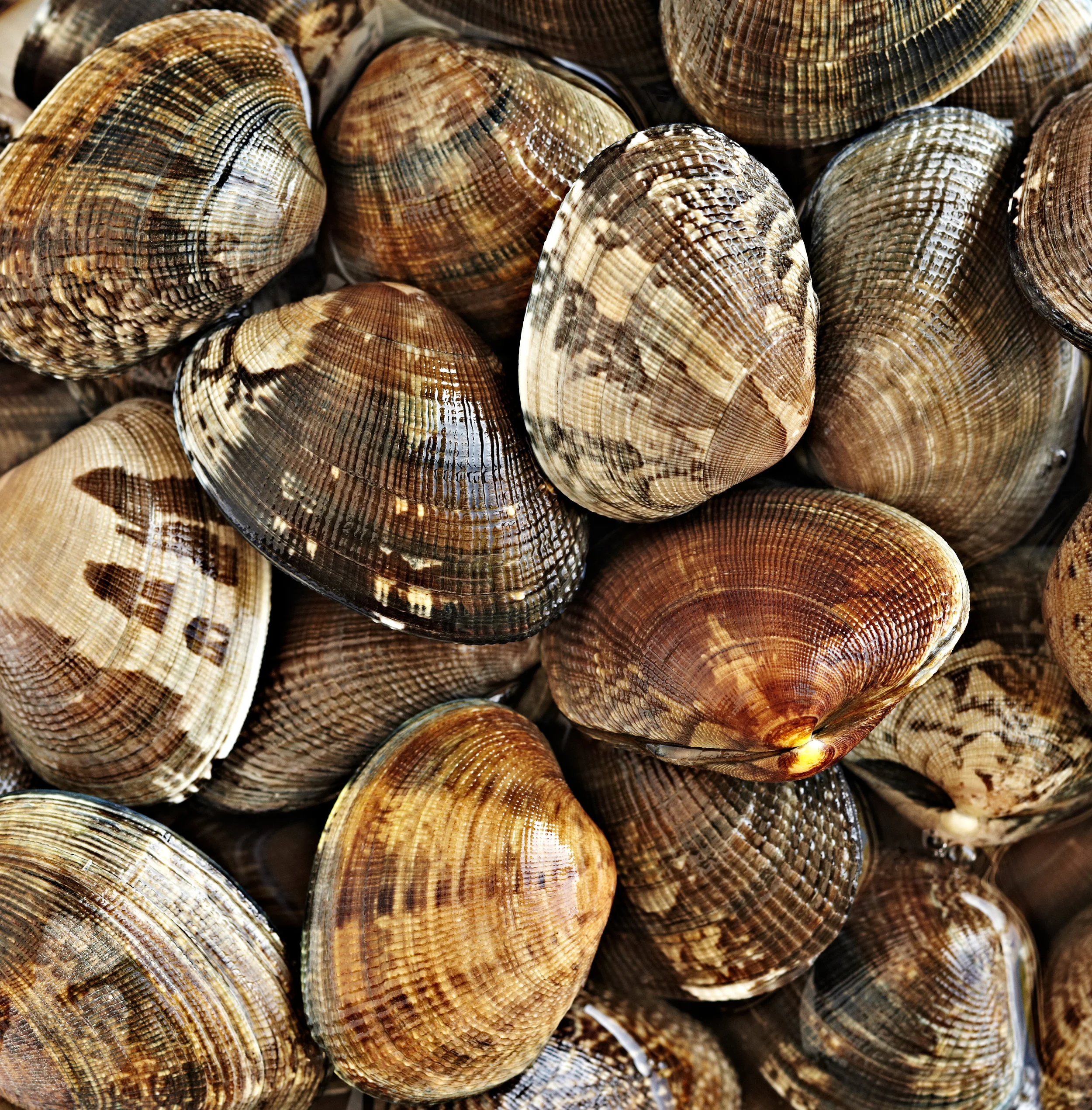Close up fresh clams in shell