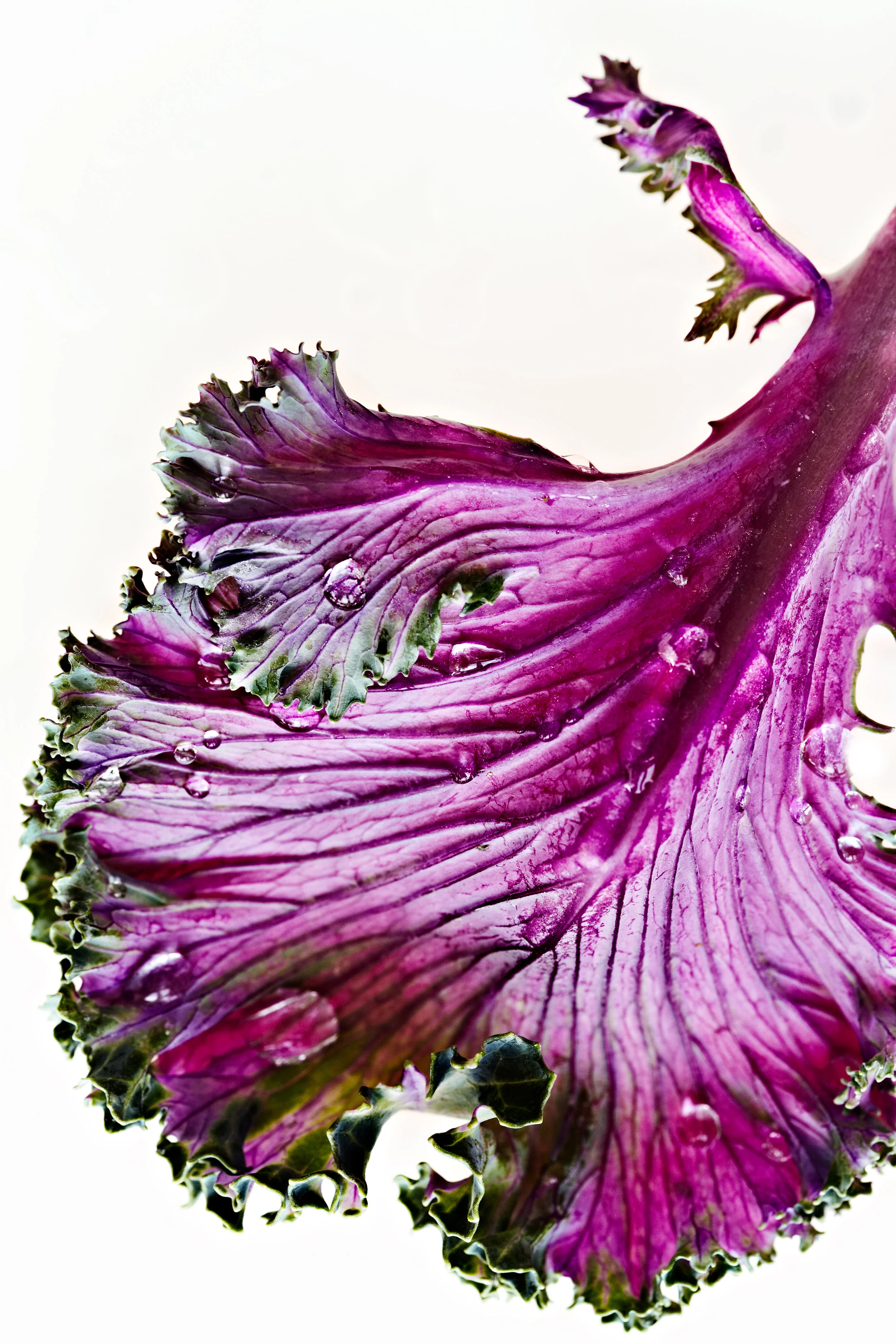 Purple kale on white