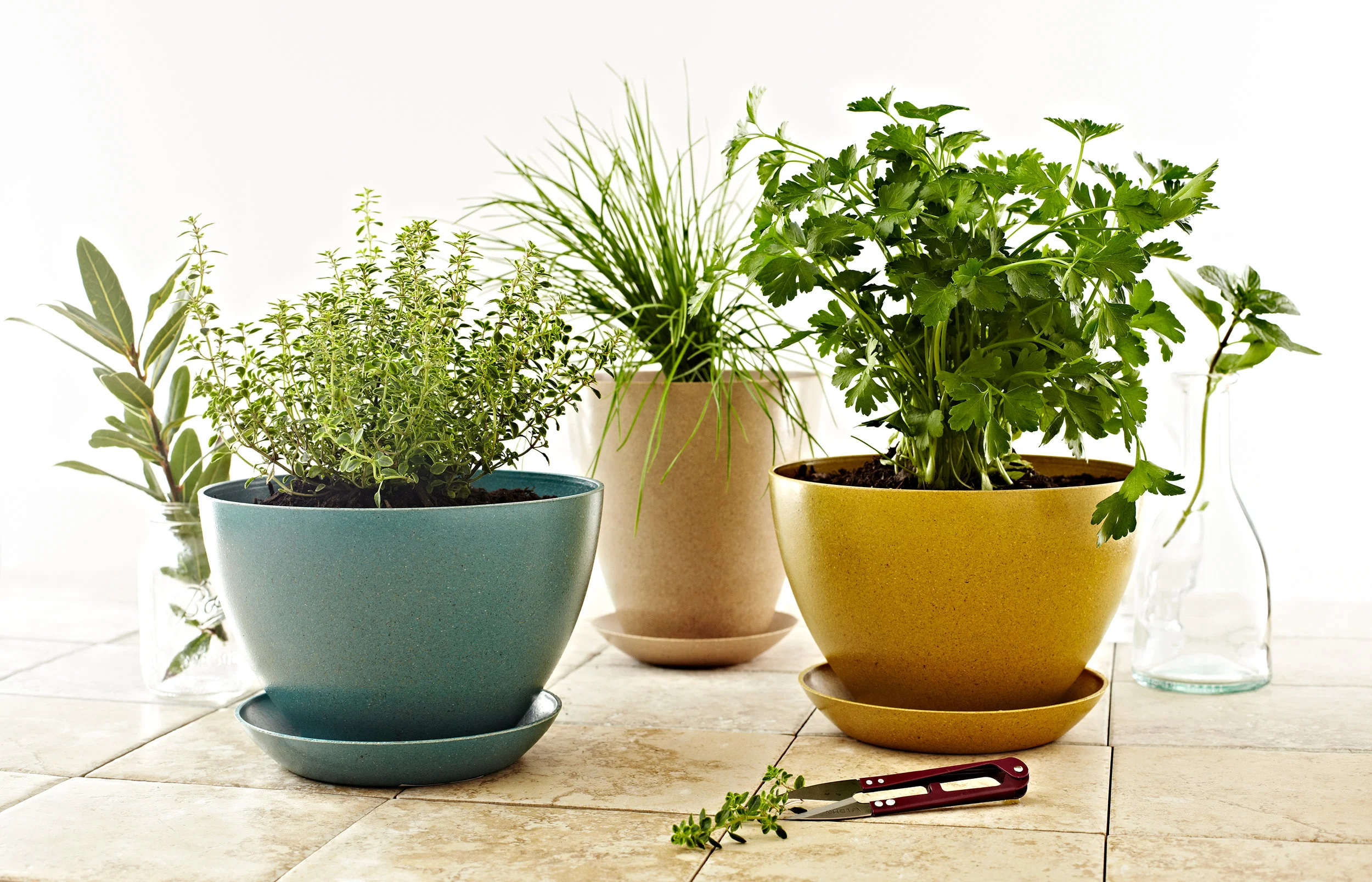 Still-life of herbs in pots on countertop