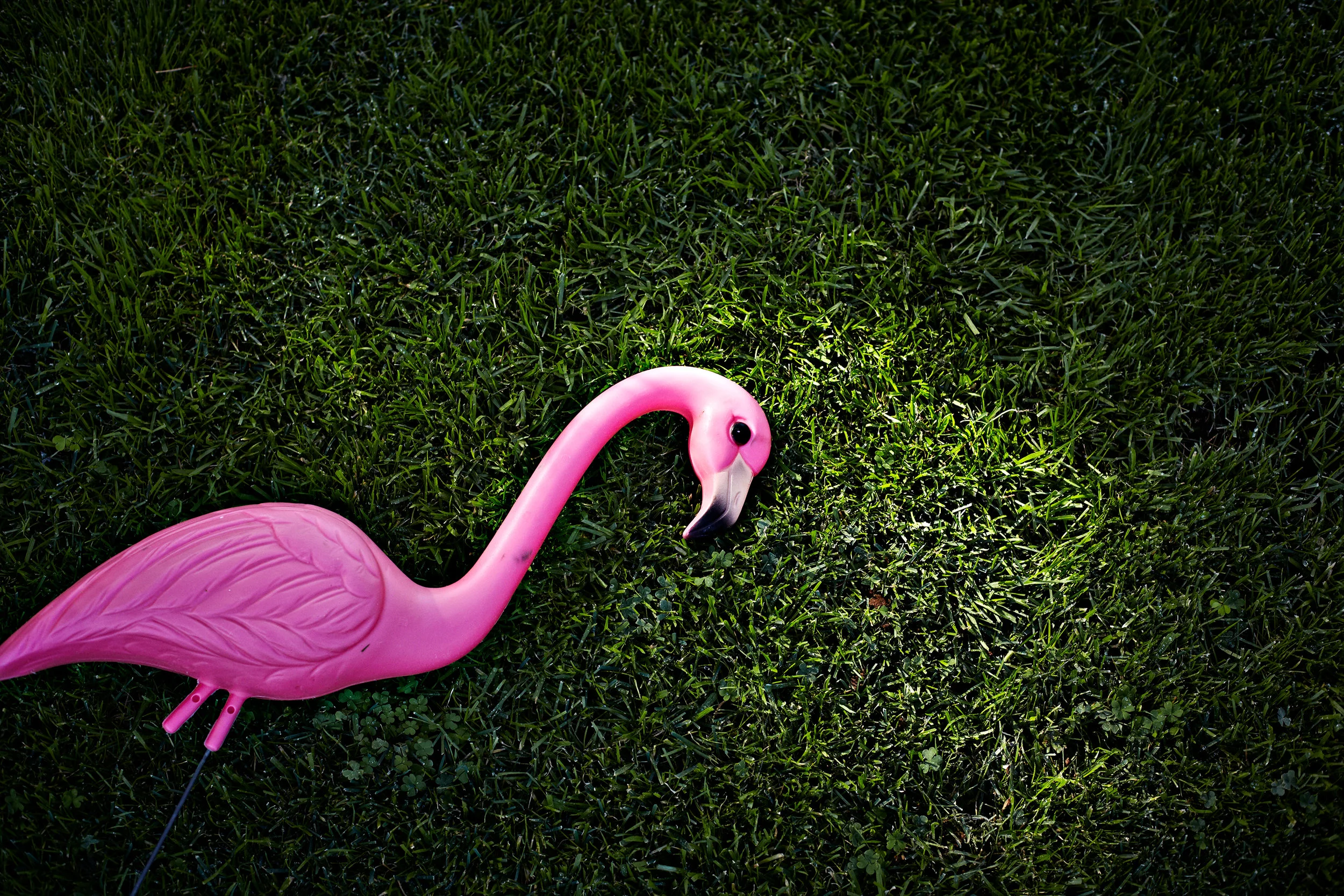 Plastic pink flamingo on green grass