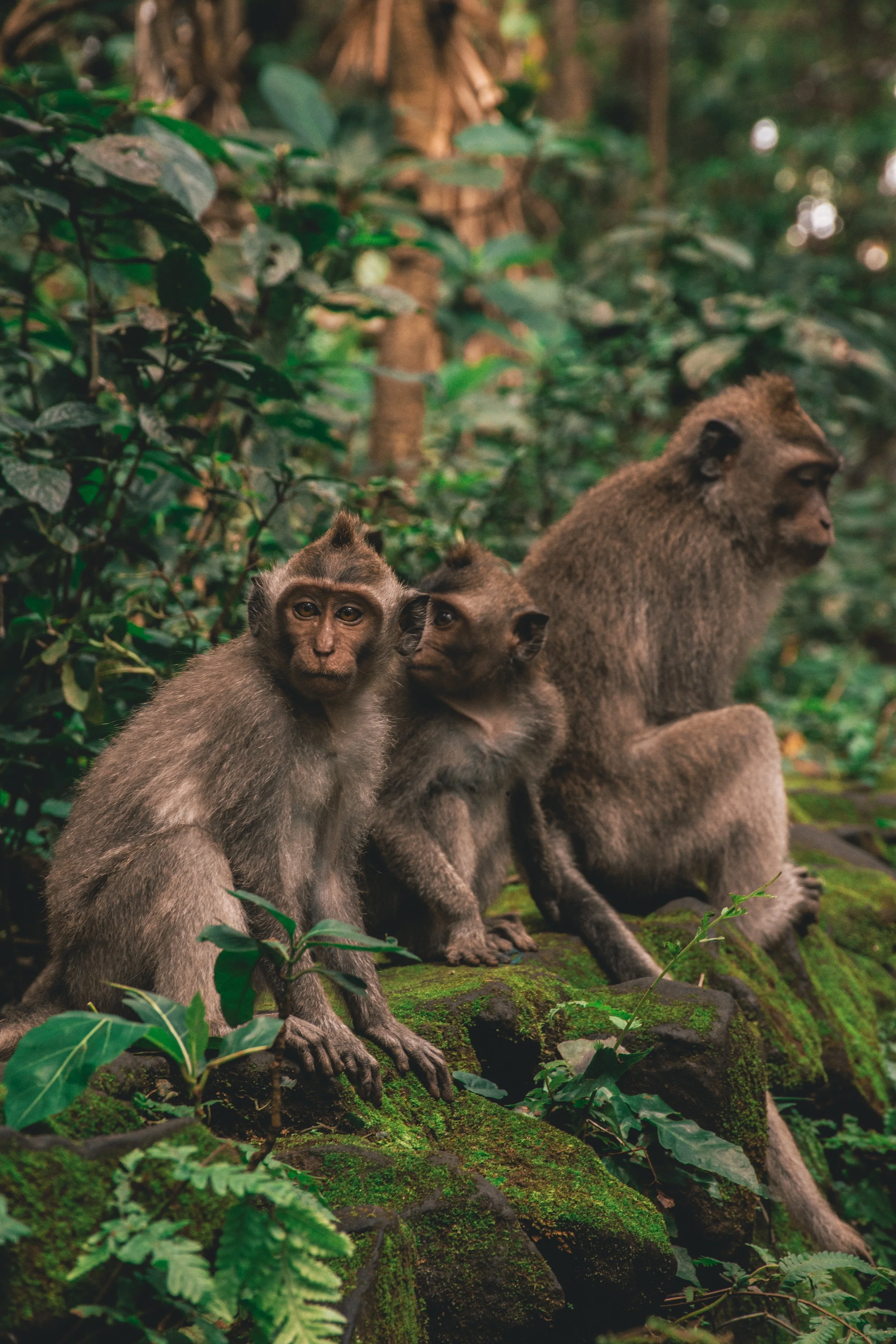 No More Monkeys?