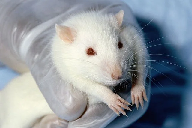 The EPA scrap plans to phase out animal testing 