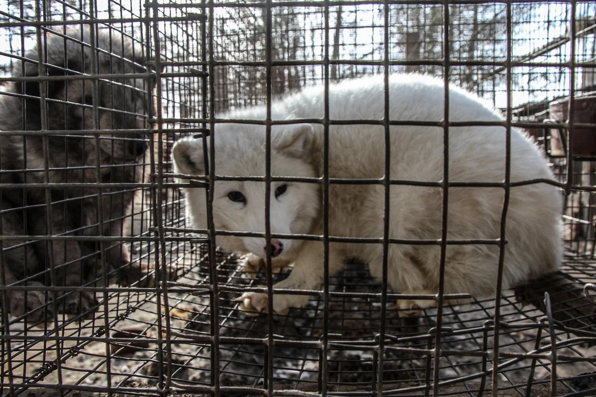 Facebook’s Hidden Wildlife Trade