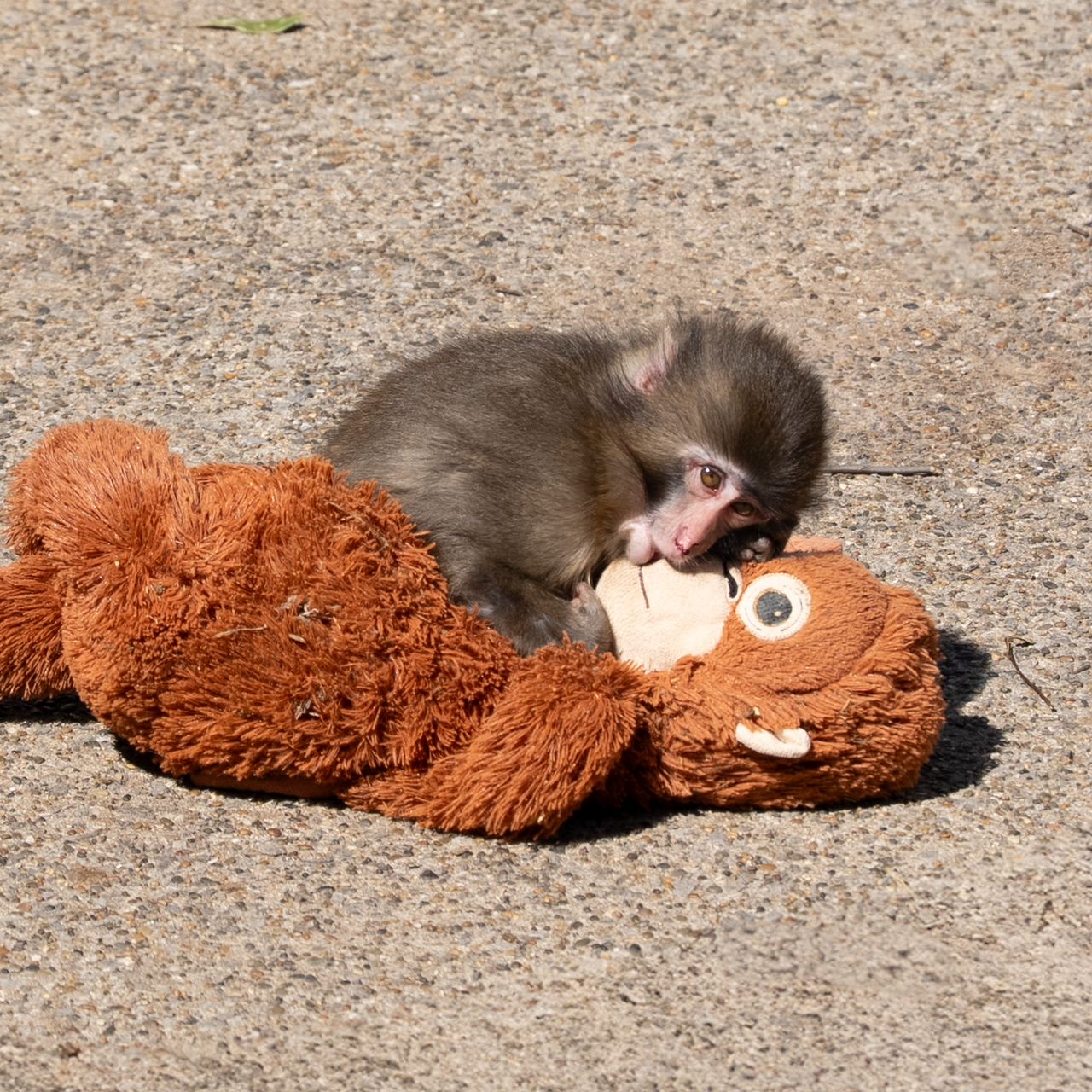 Punch, the Lonely Baby Monkey, Is Doing Great