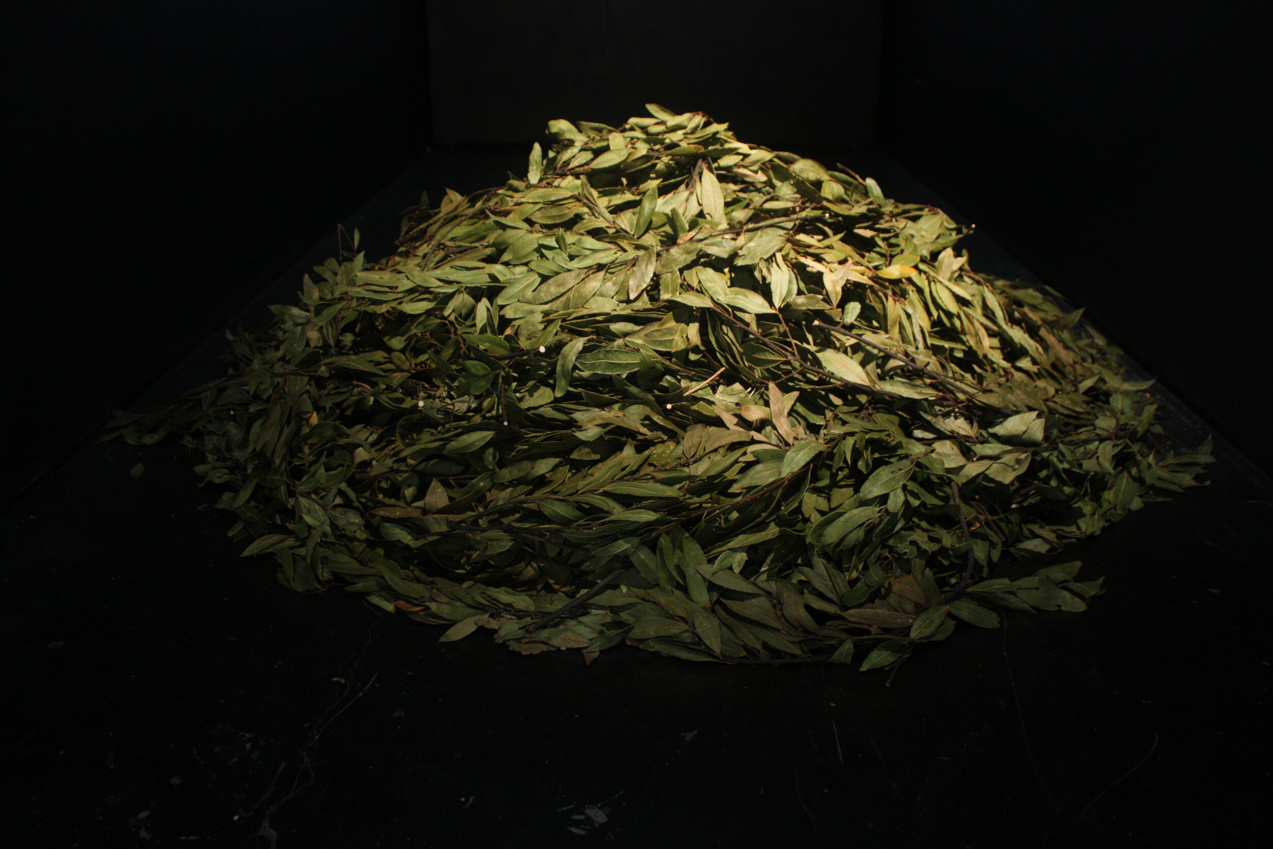    Bay laurel, Laurus nobilis   (detail), 2013  Material: bay laurel leaves. 