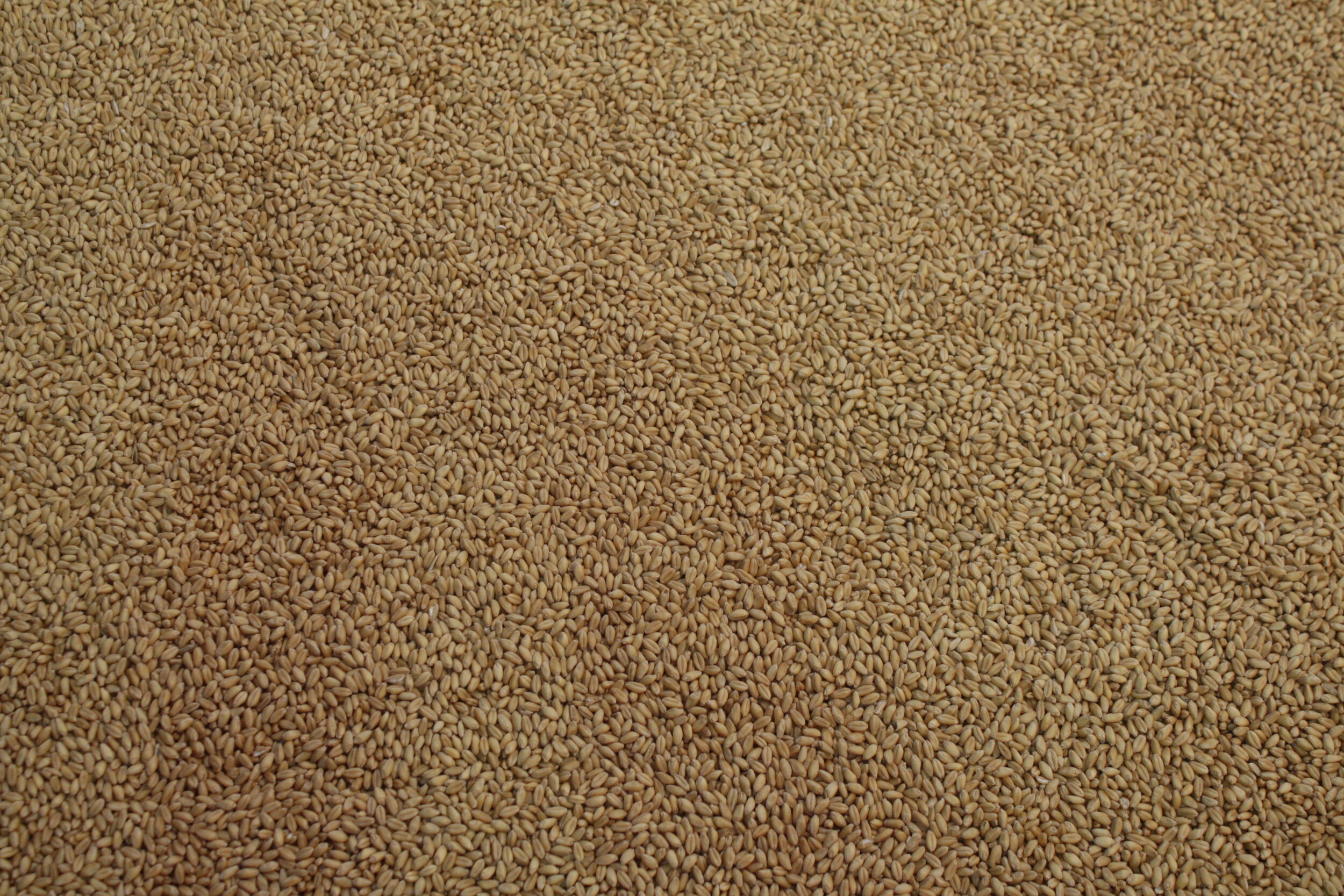    Wheat, Triticum aestivum   (detail), 2013  Material: common Wheat and table of unknown person/s. 