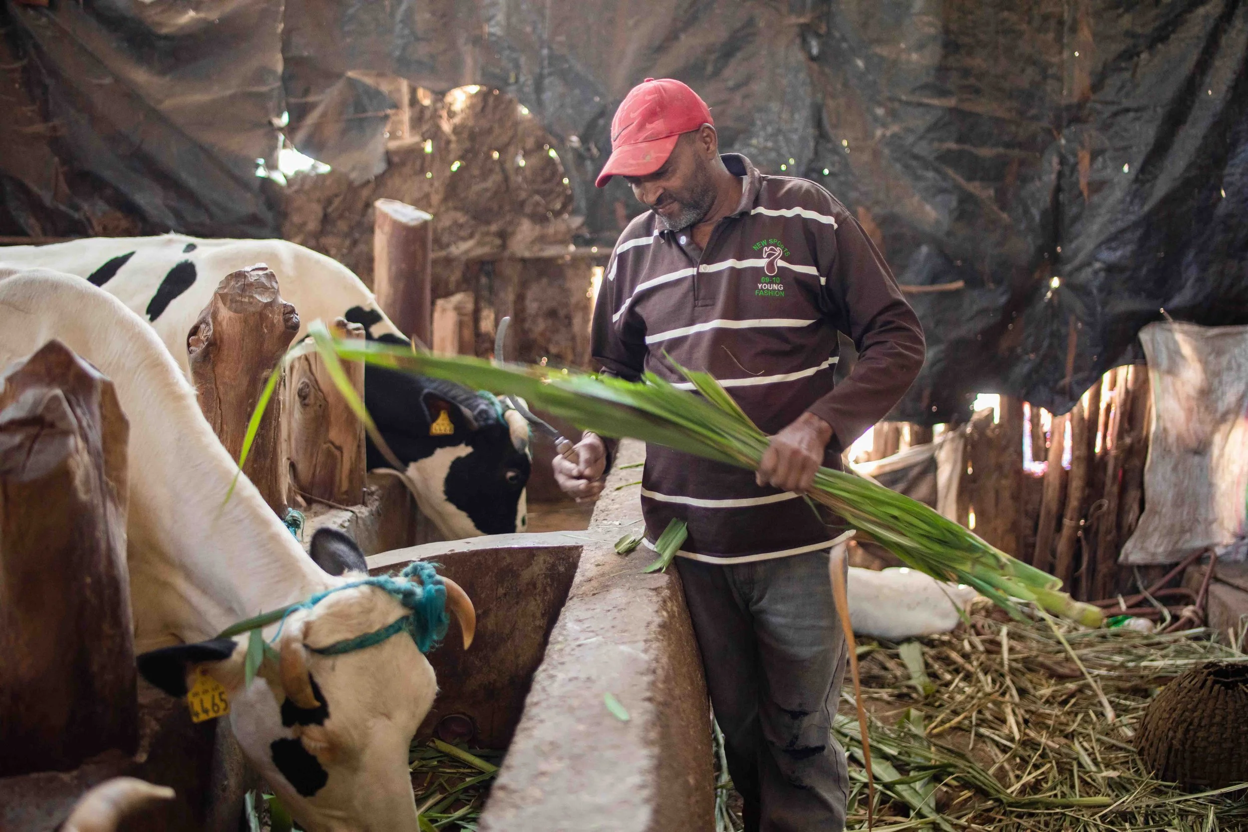 WB_ETHIOPIA_CI-DEV_BIOGAS_WENDO_GENET-12_web.jpg