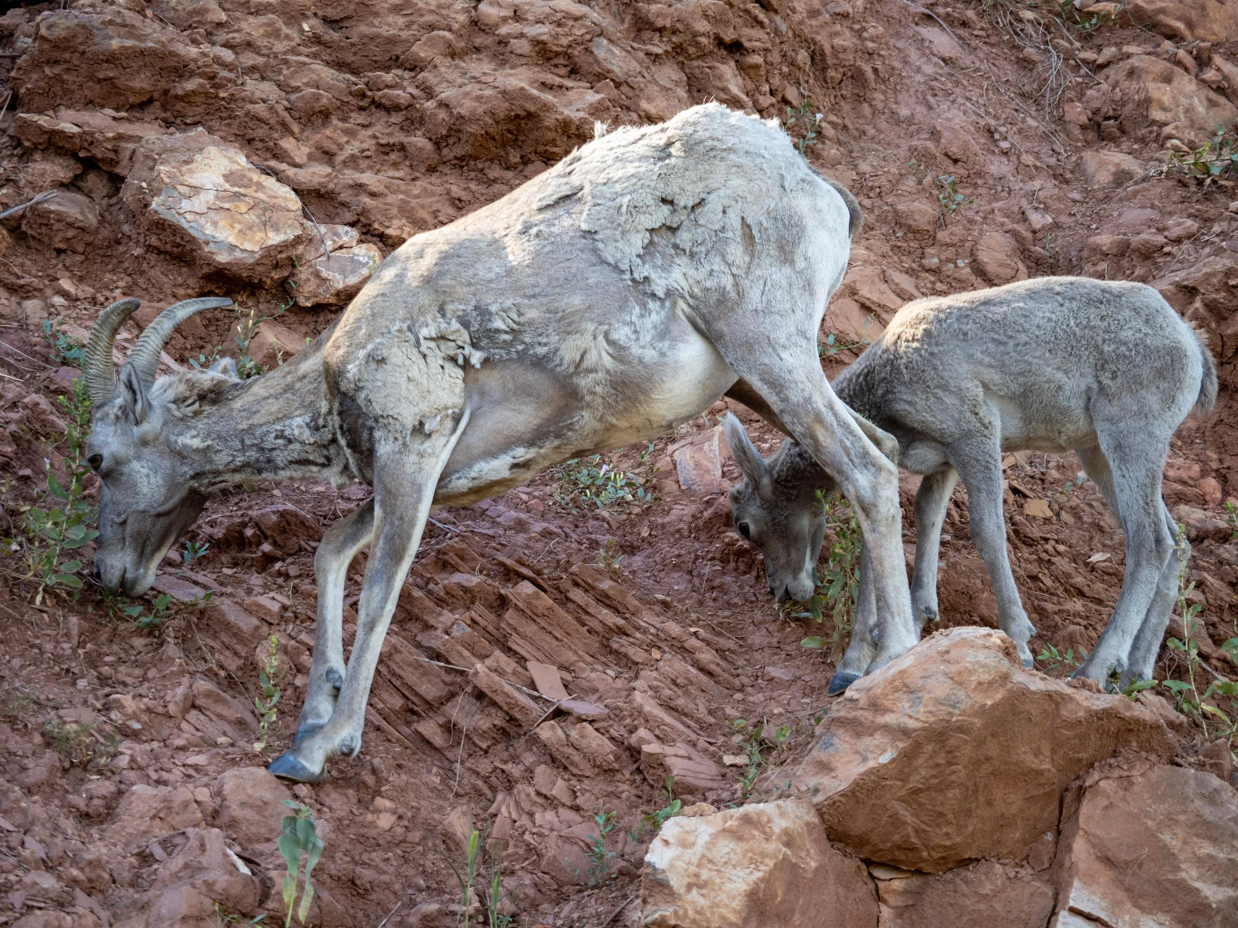Mountain Goats