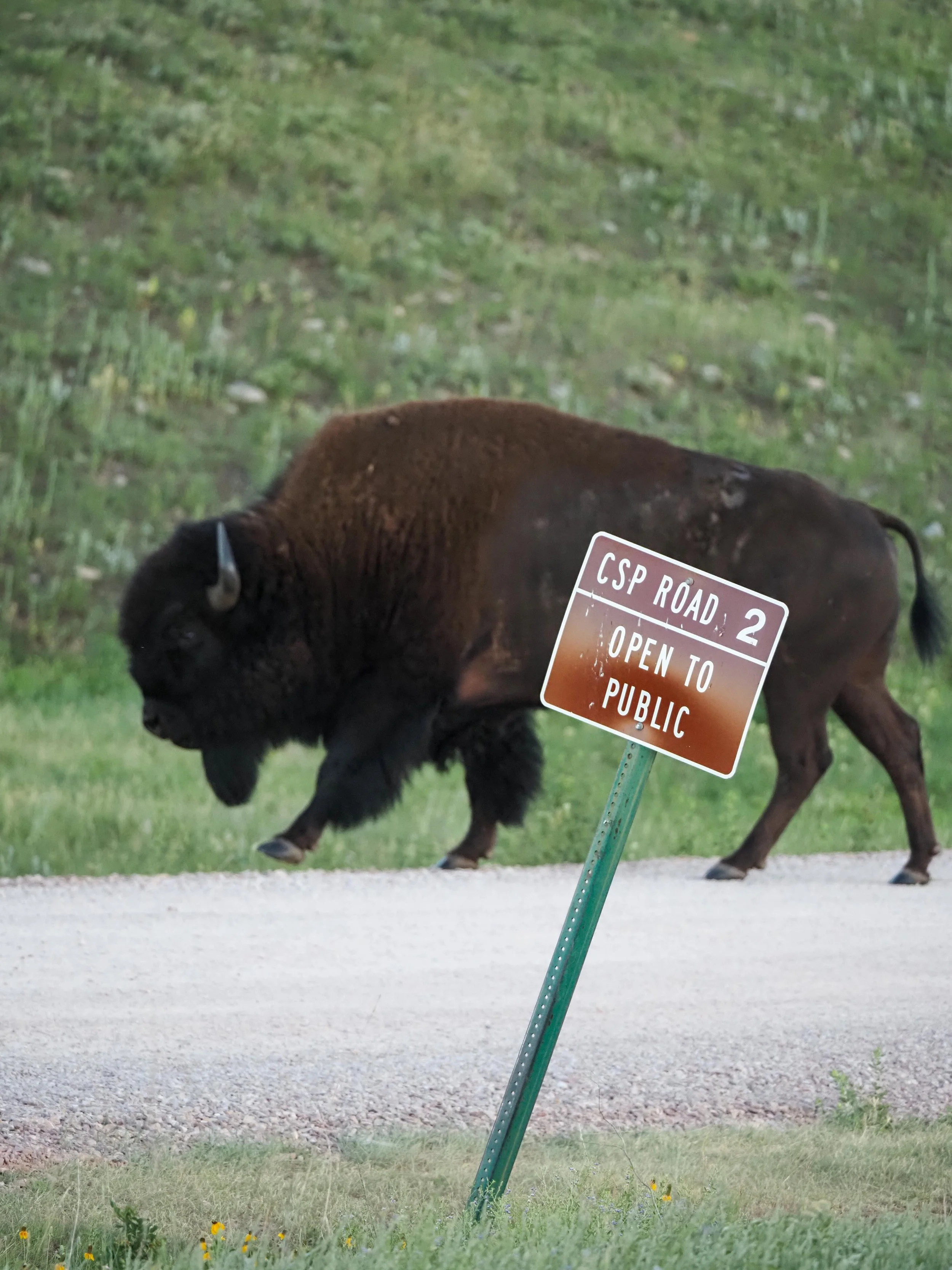 Bison