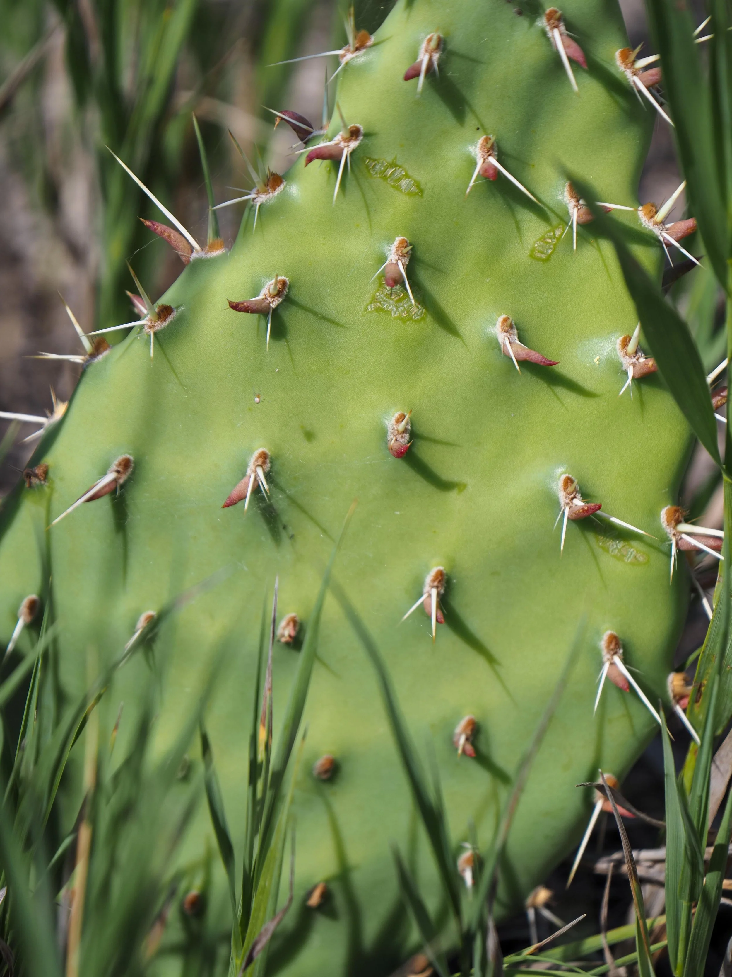 Prickly Pear Cactus