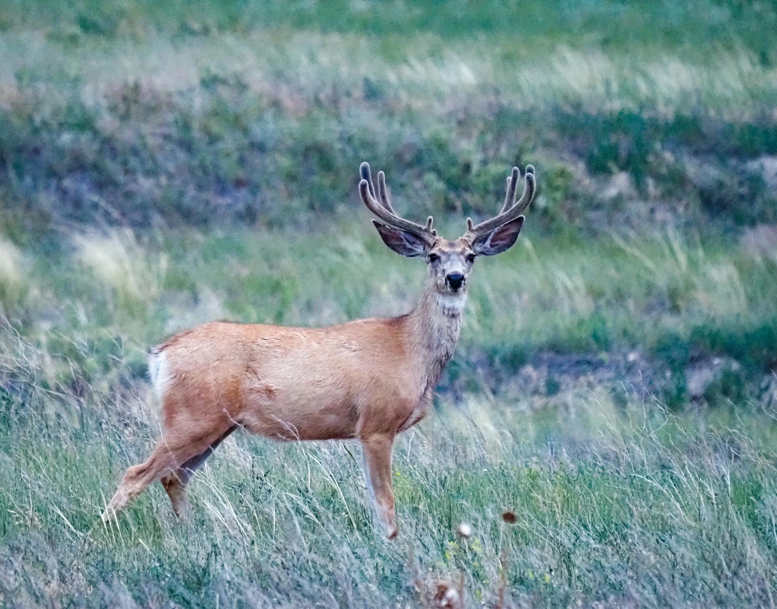 Mule Deer