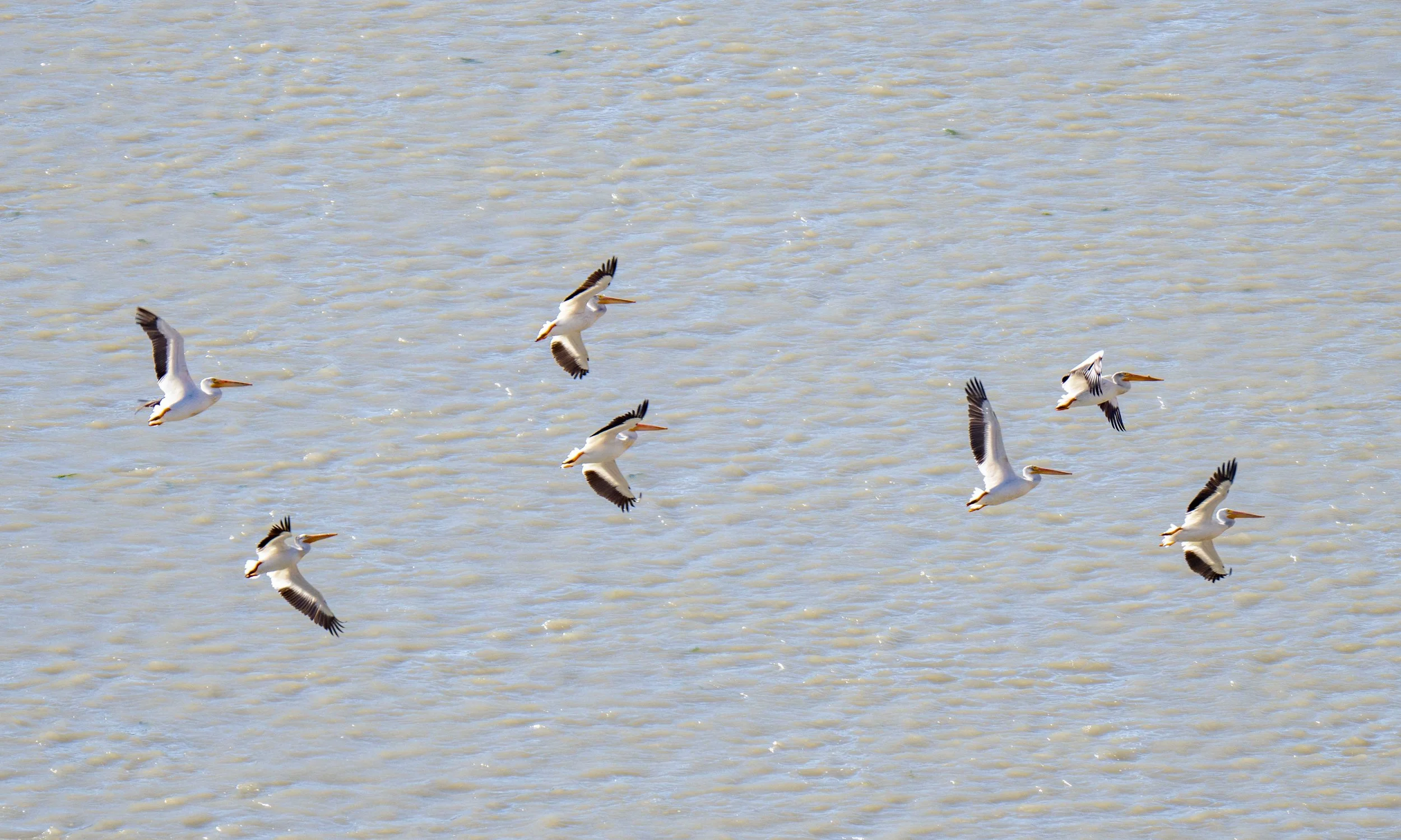 American White Pelicans