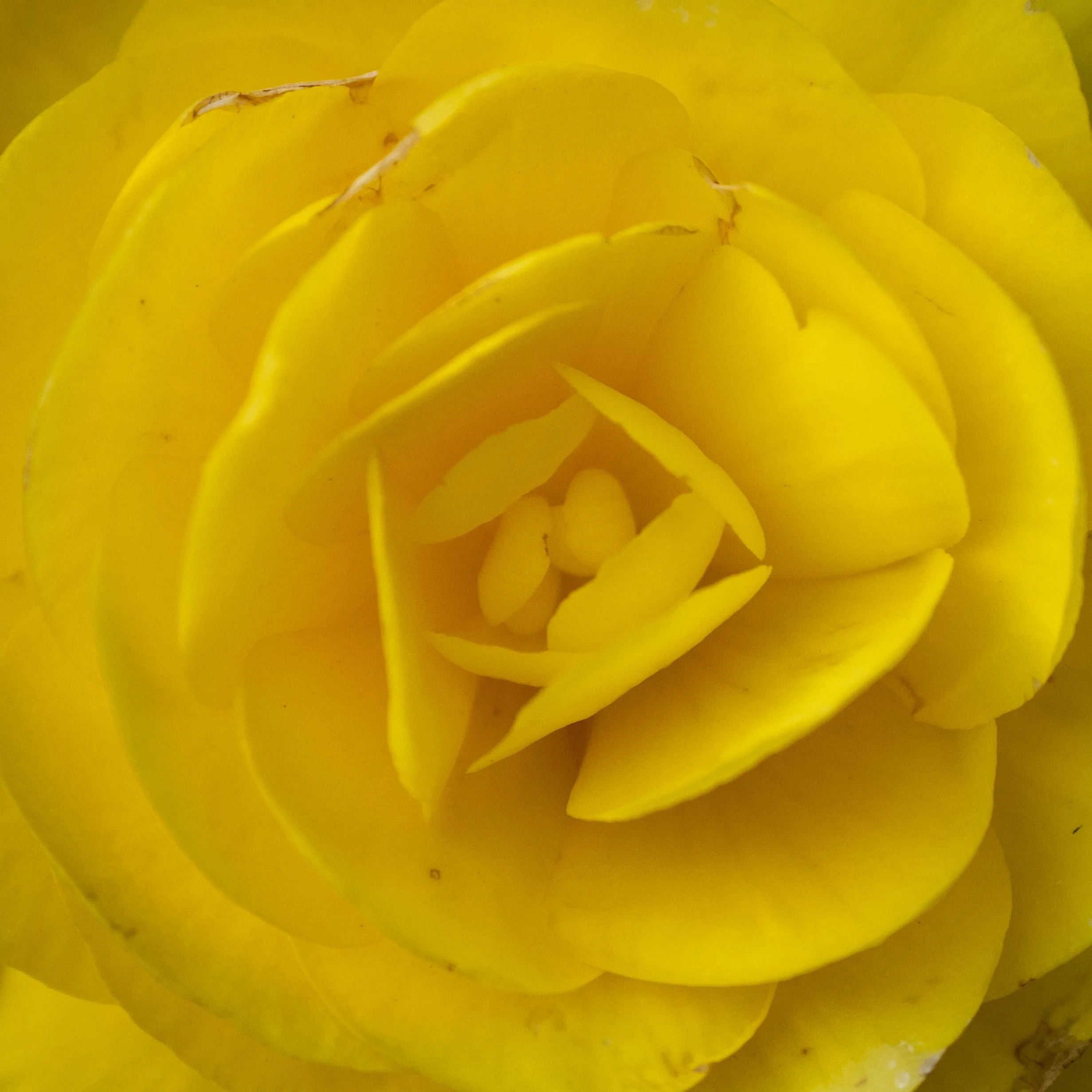 Yellow rose