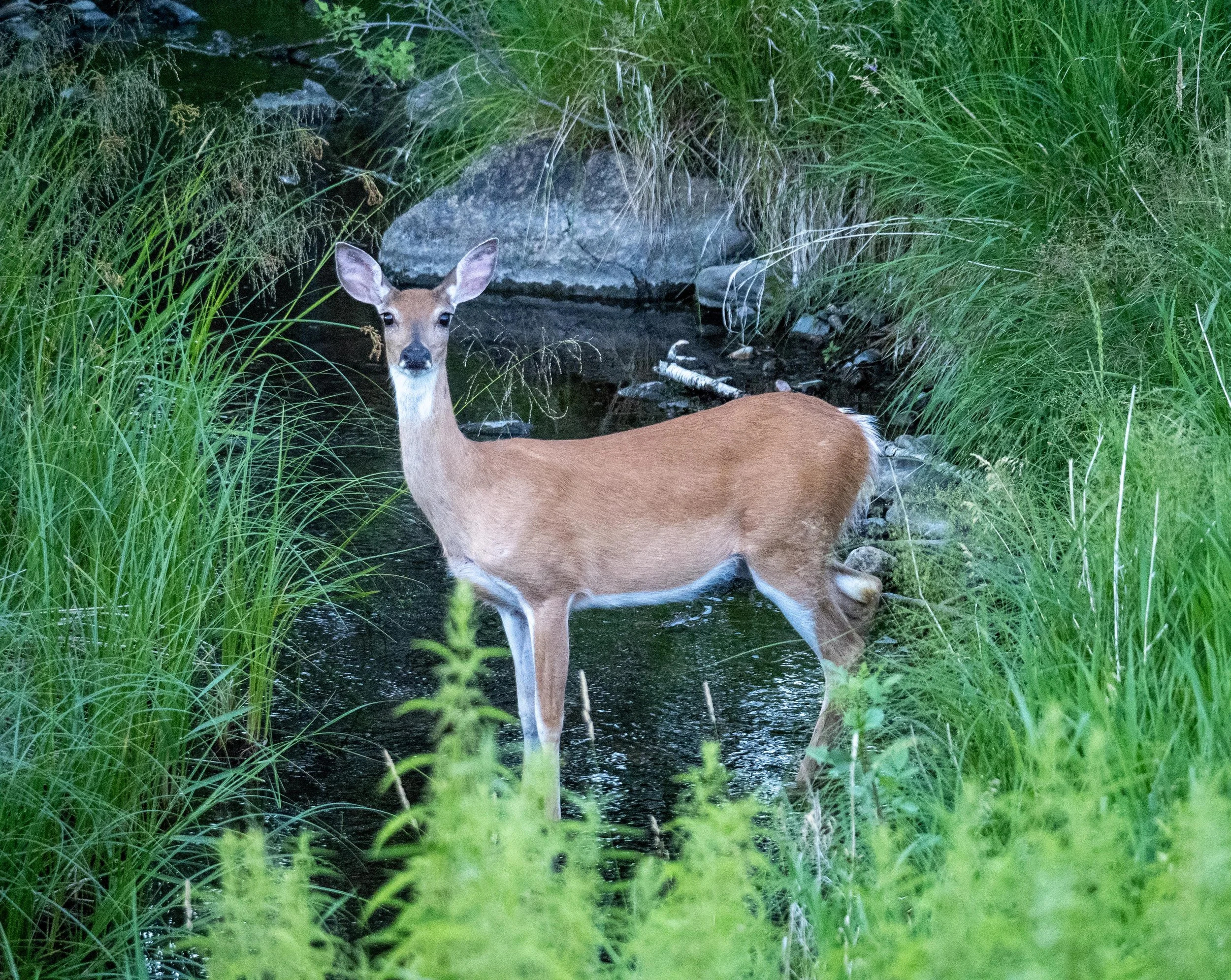 Deer