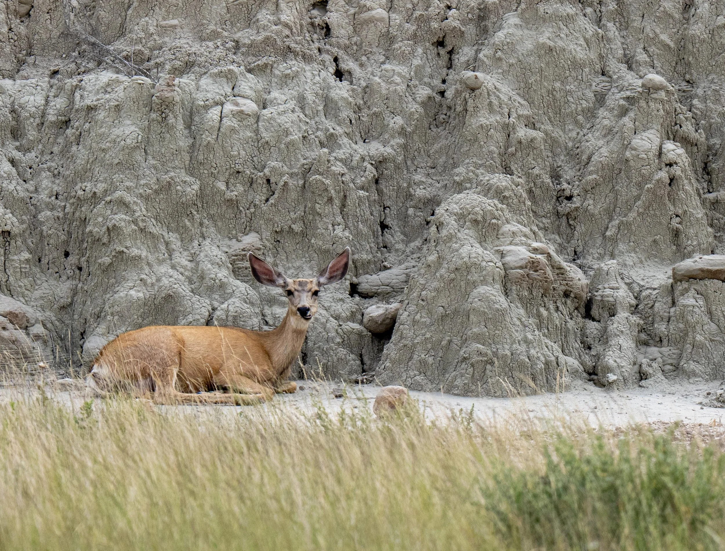 Mule Deer