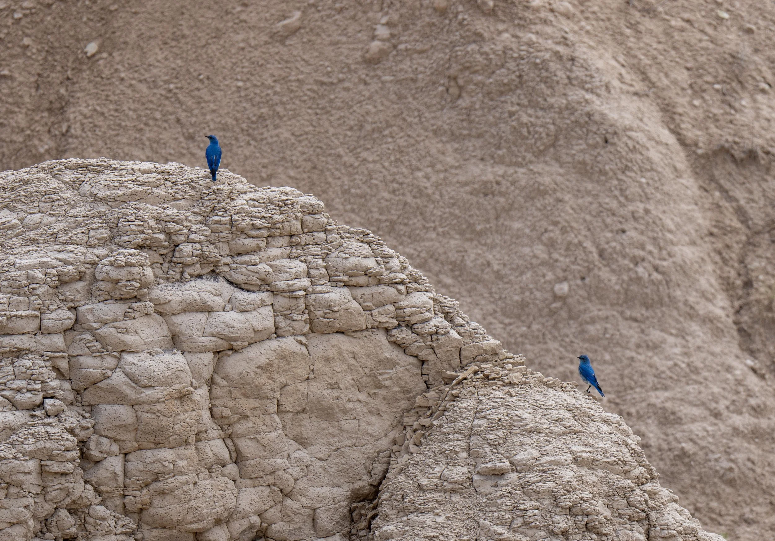 Mountain Bluebirds