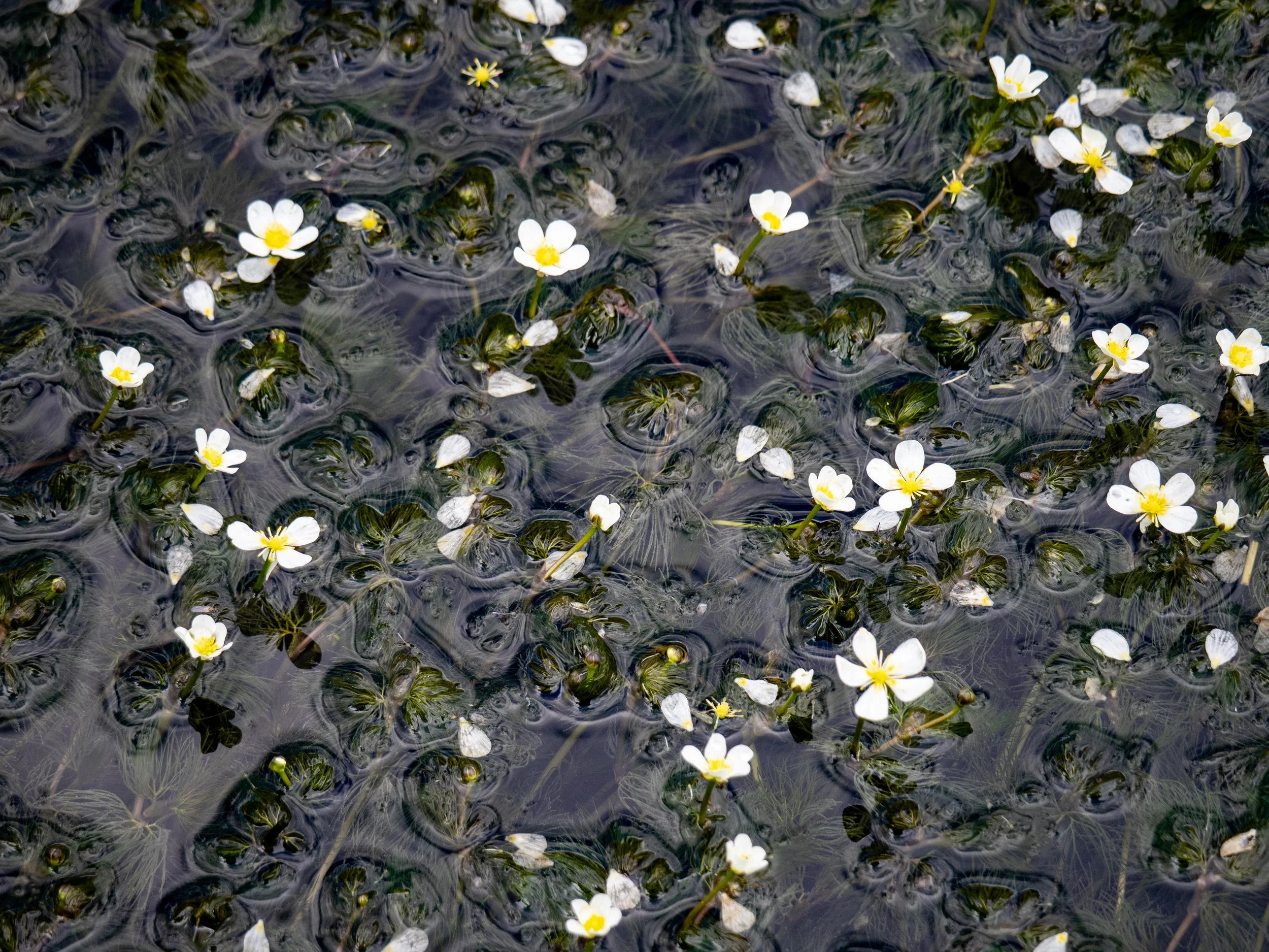 flowers