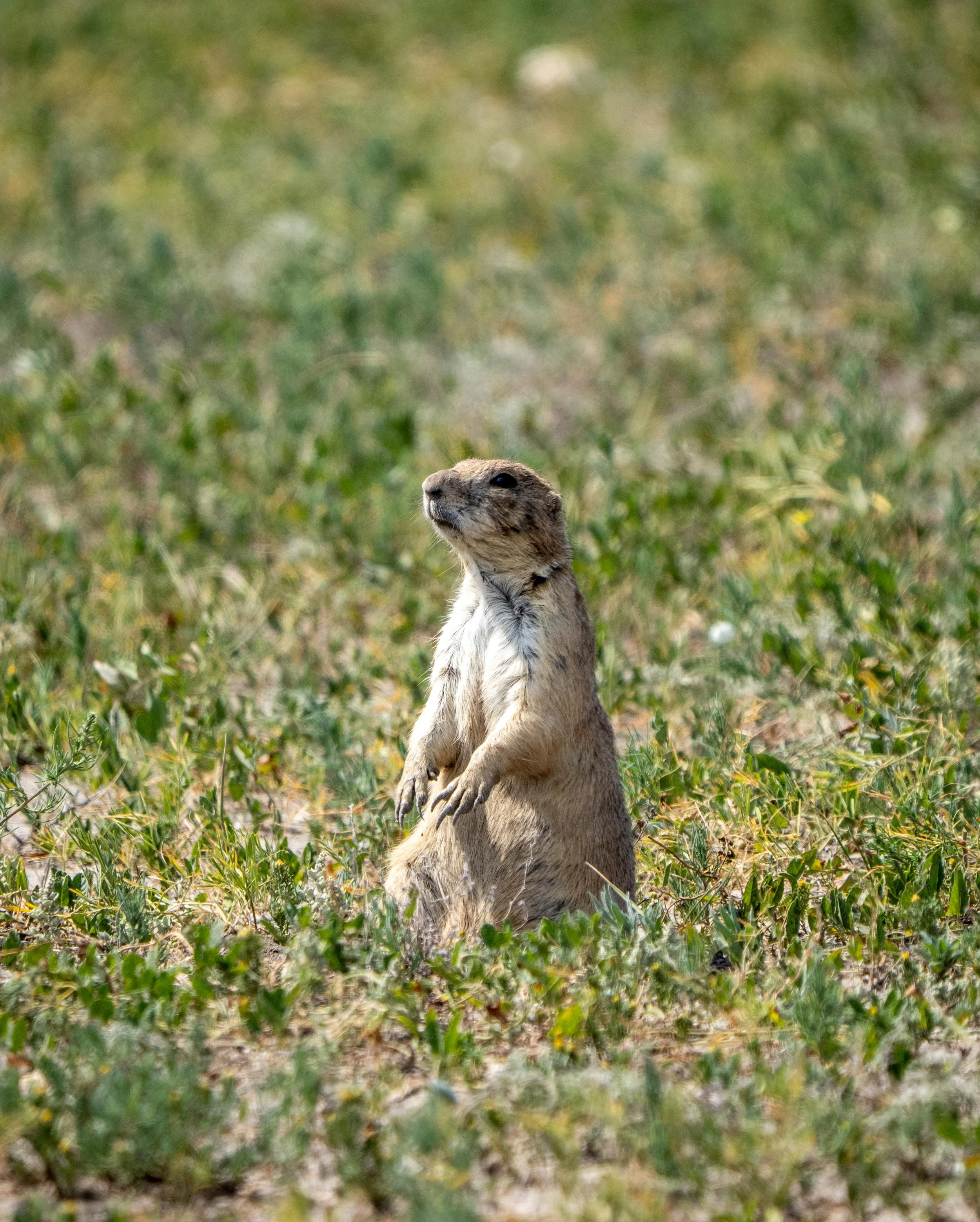 Prarie Dog