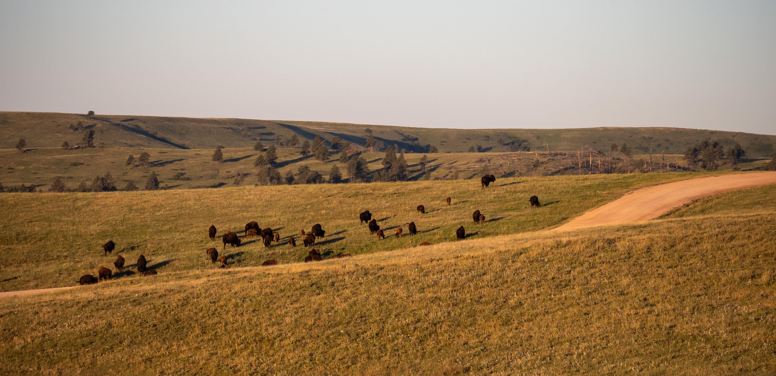 Herd