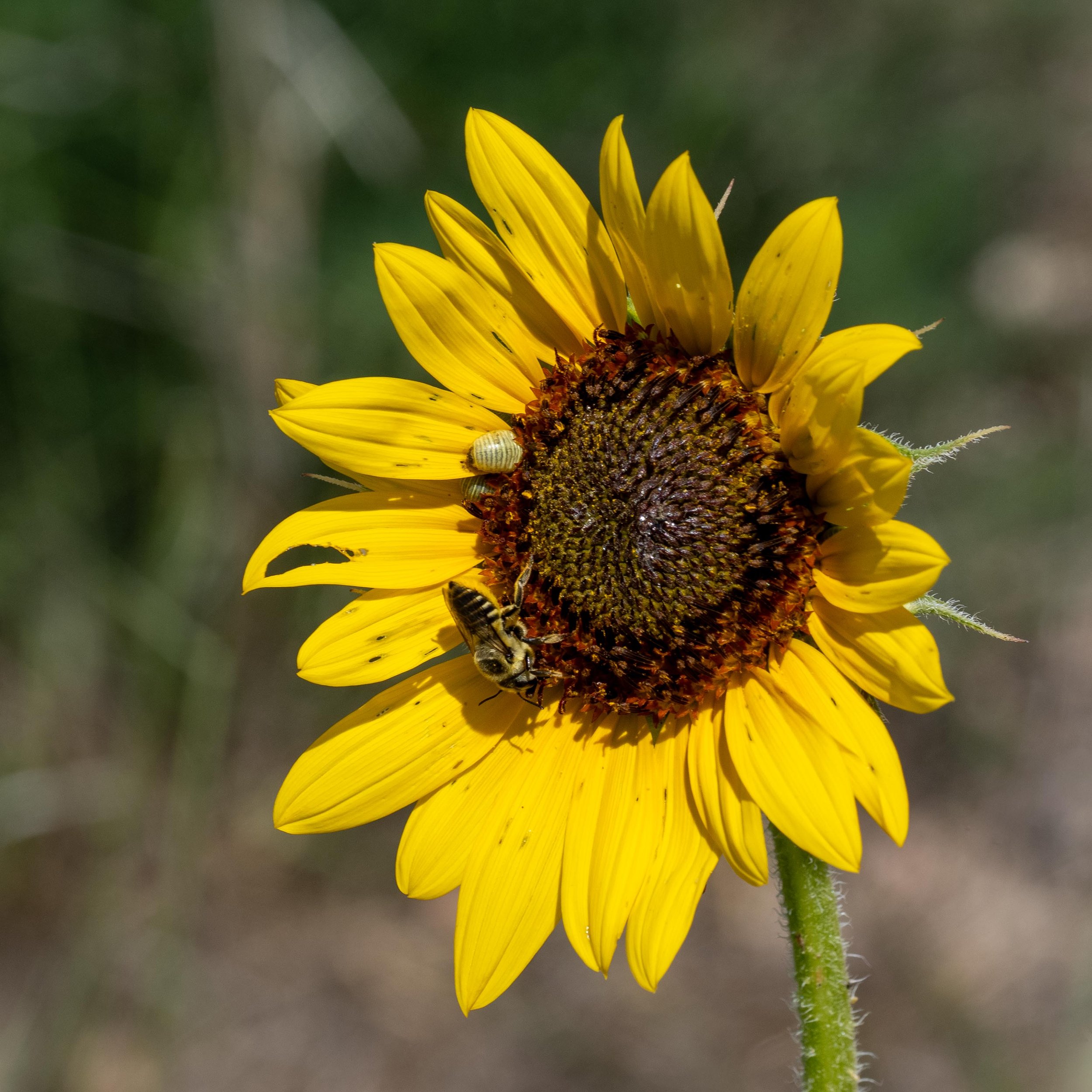 Sunflower - seh