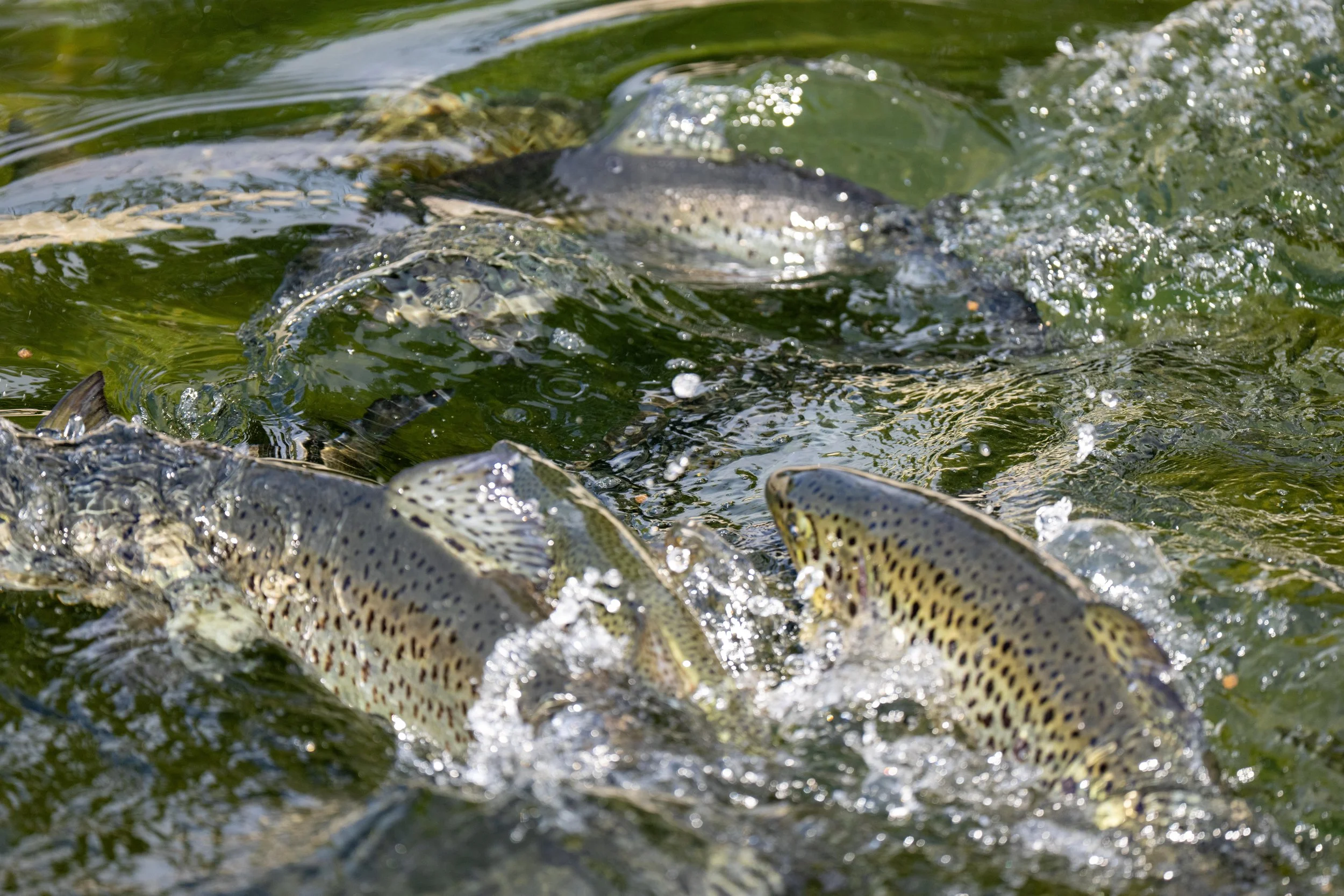 Fish Hatchery
